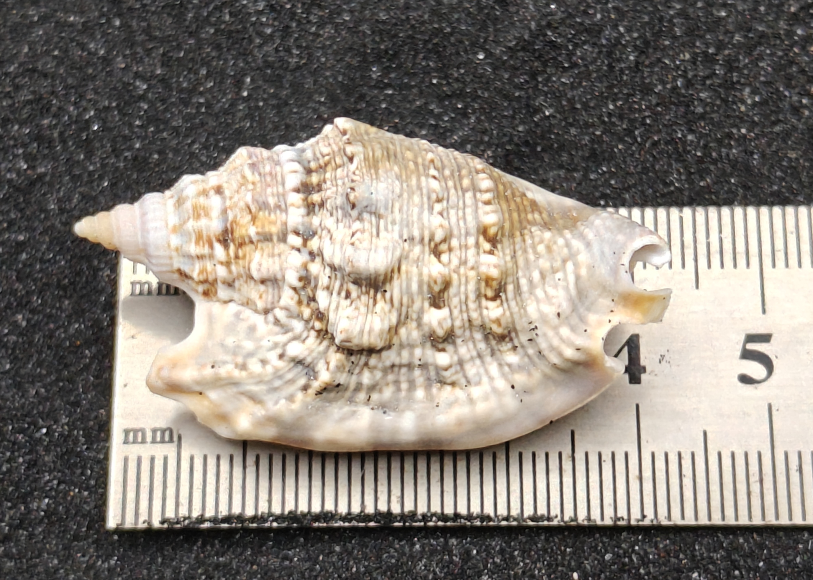 Diana's Ears Conch Shells (Medium) x5