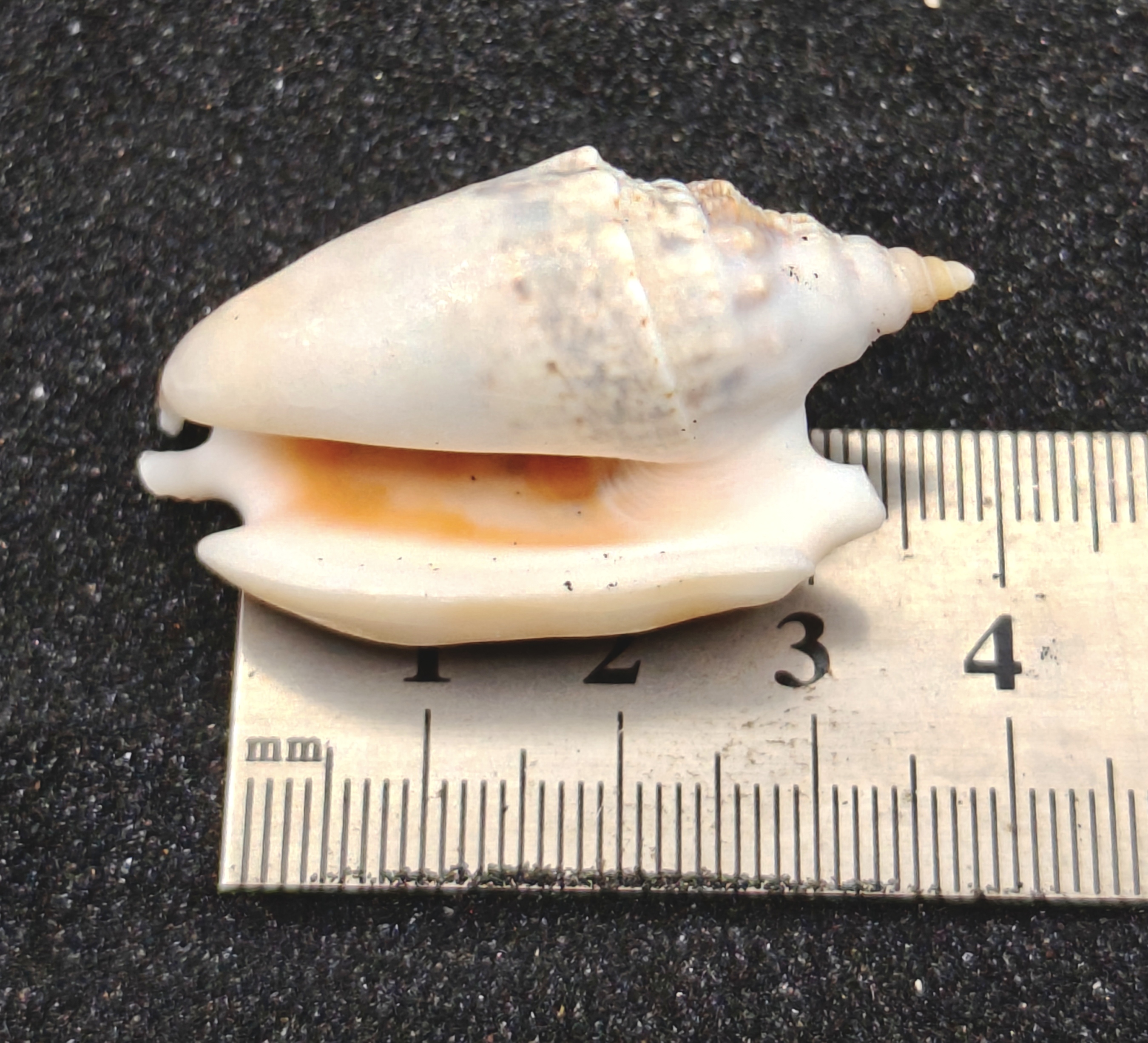 Diana's Ears Conch Shells (Medium) x5