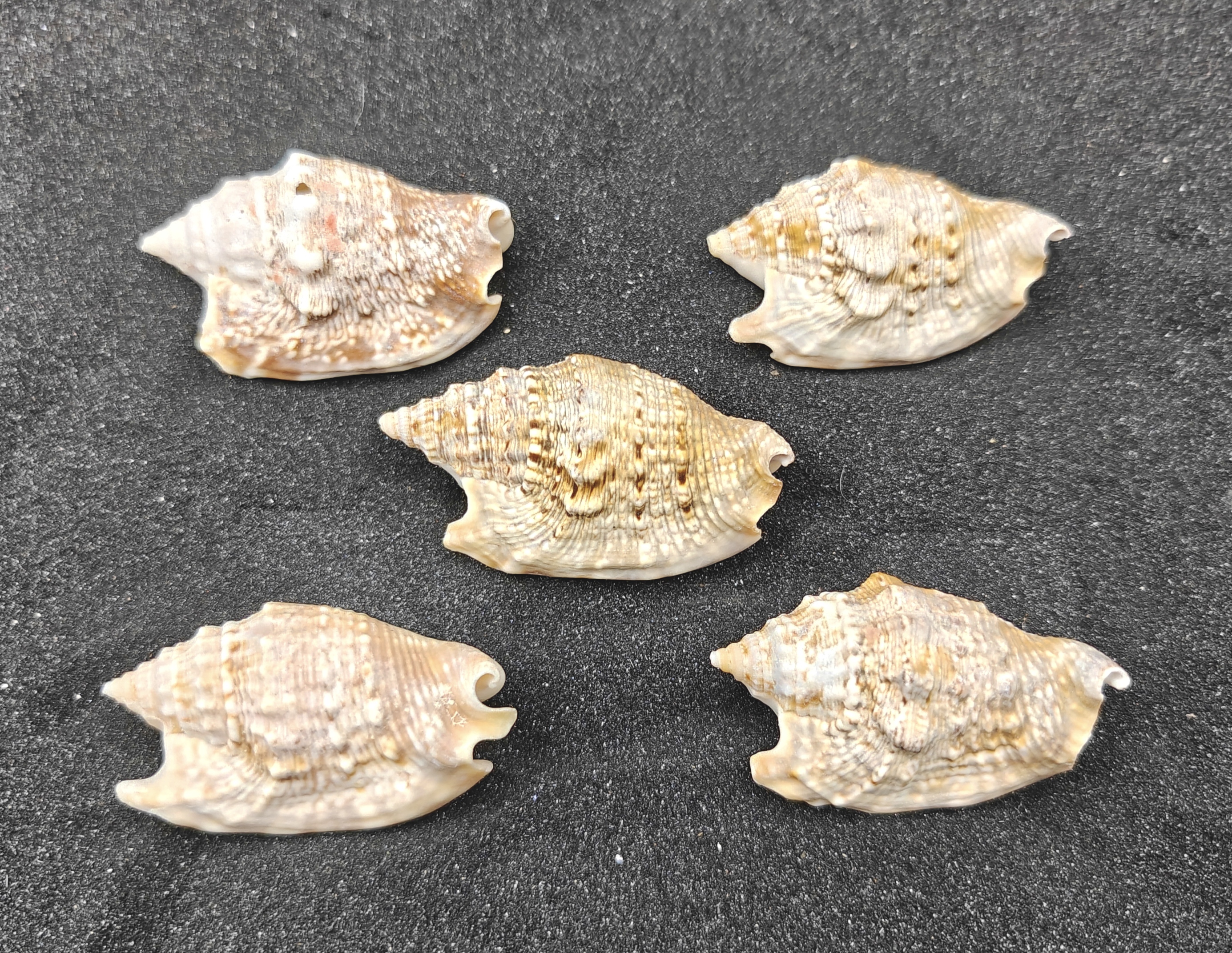 Diana's Ears Conch Shells (Large) x5