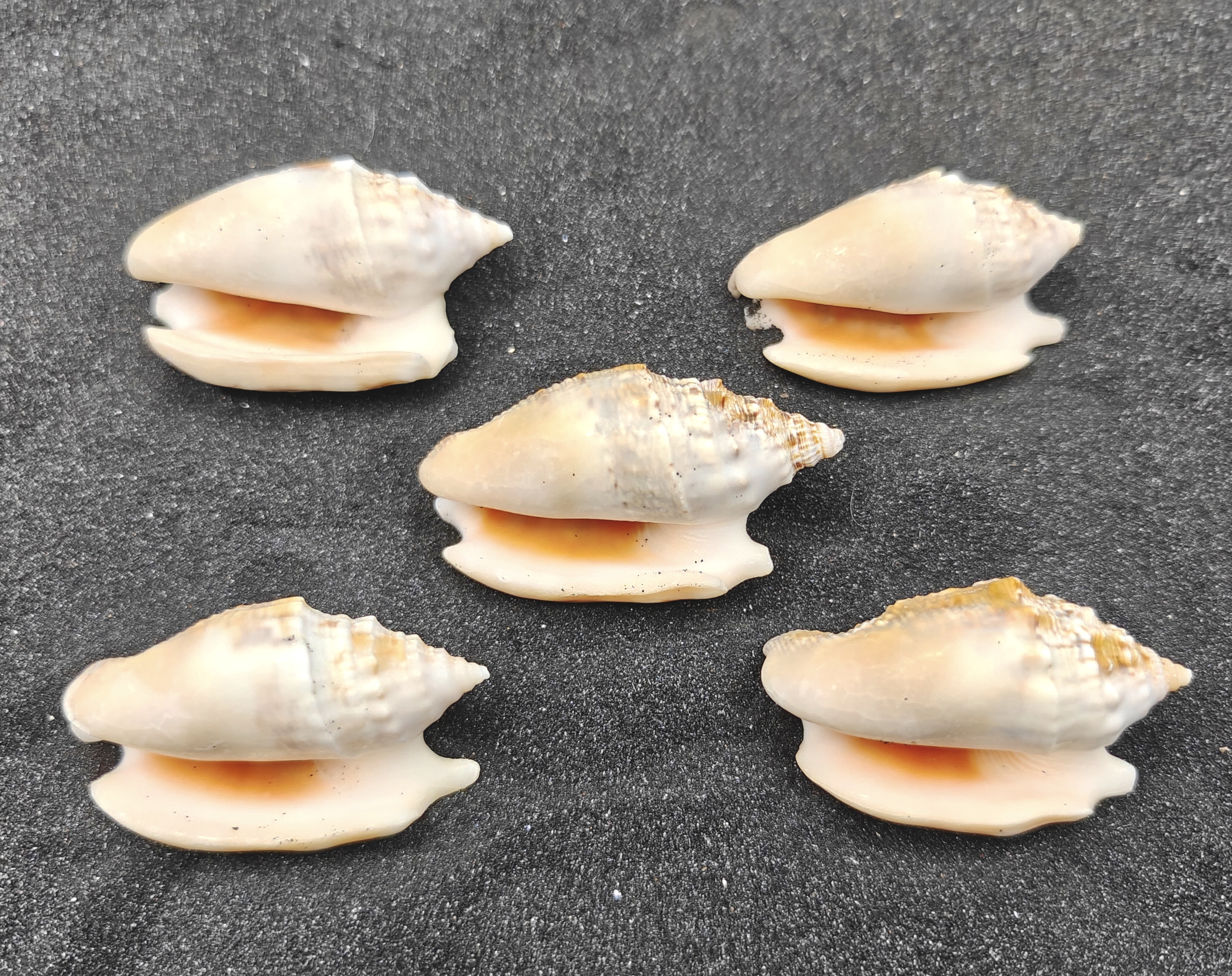 Diana's Ears Conch Shells (Large) x5