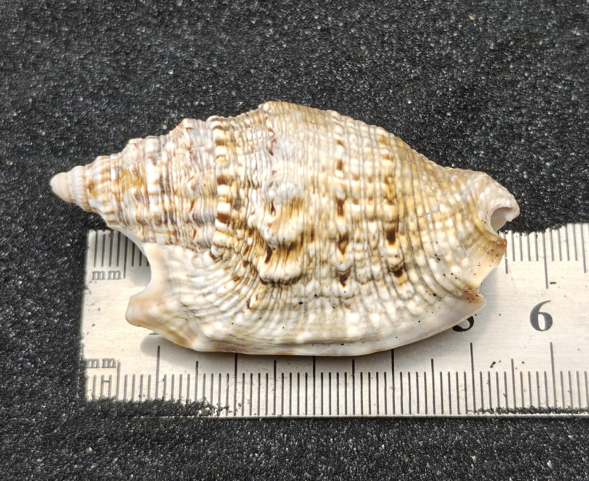 Diana's Ears Conch Shells (Large) x5