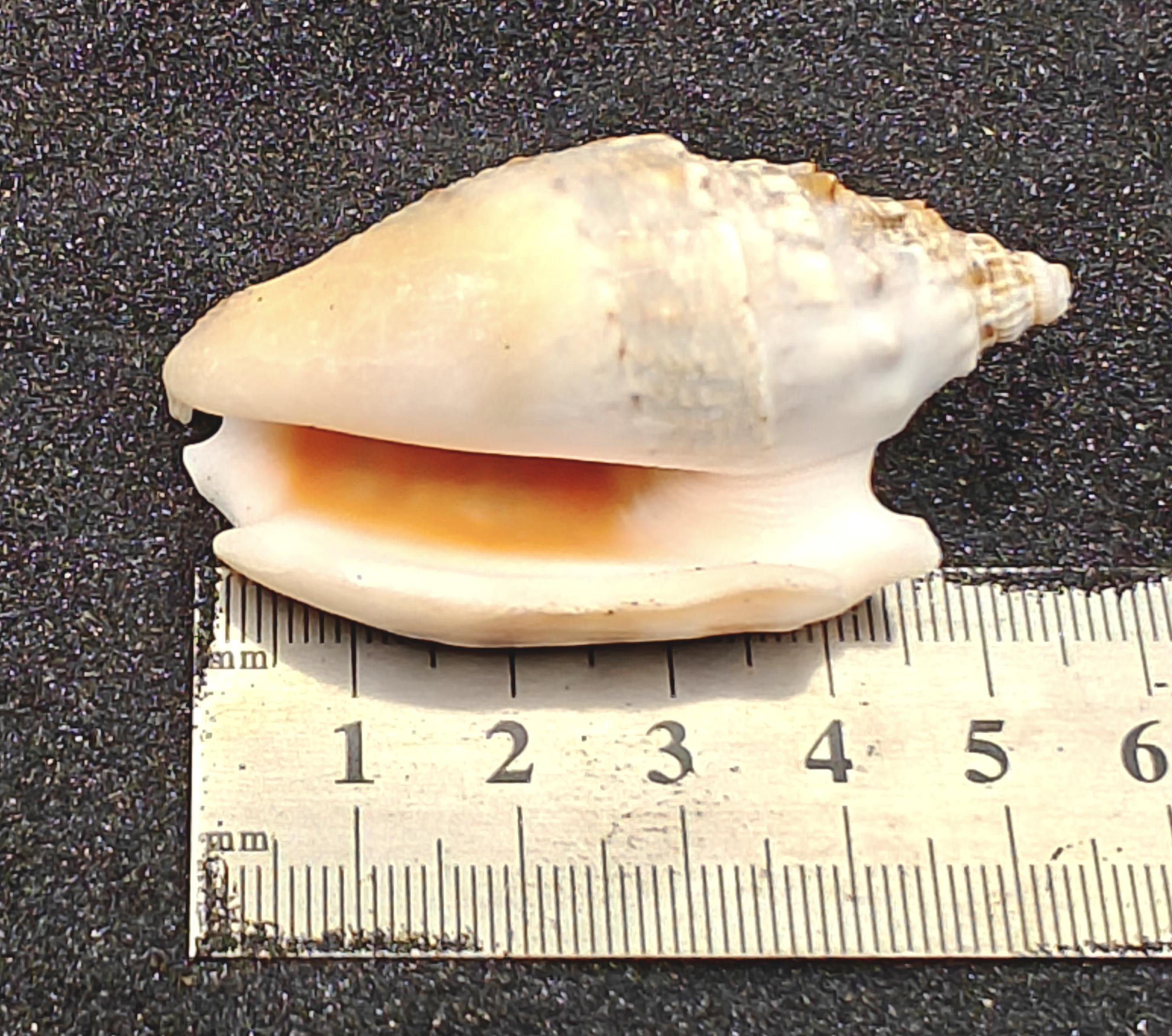 Diana's Ears Conch Shells (Large) x5