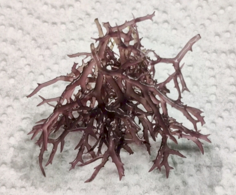 Blue Ochtodes Macroalgae