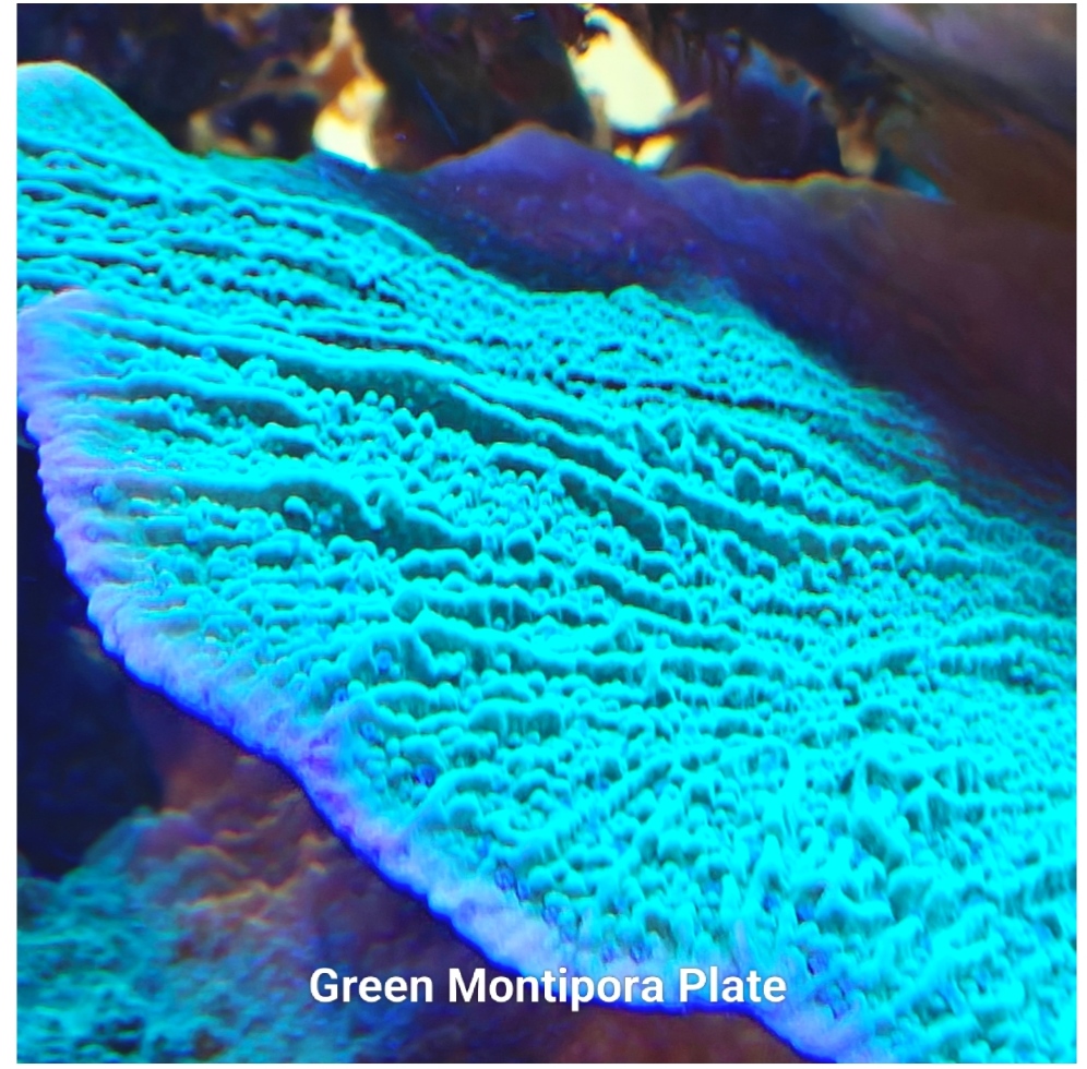 Green Montipora Plate 5cm+