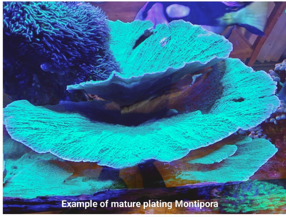 Green Montipora Plate 5cm+