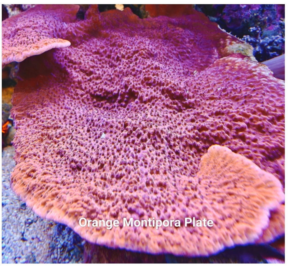 Orange Montipora Plate 5cm+