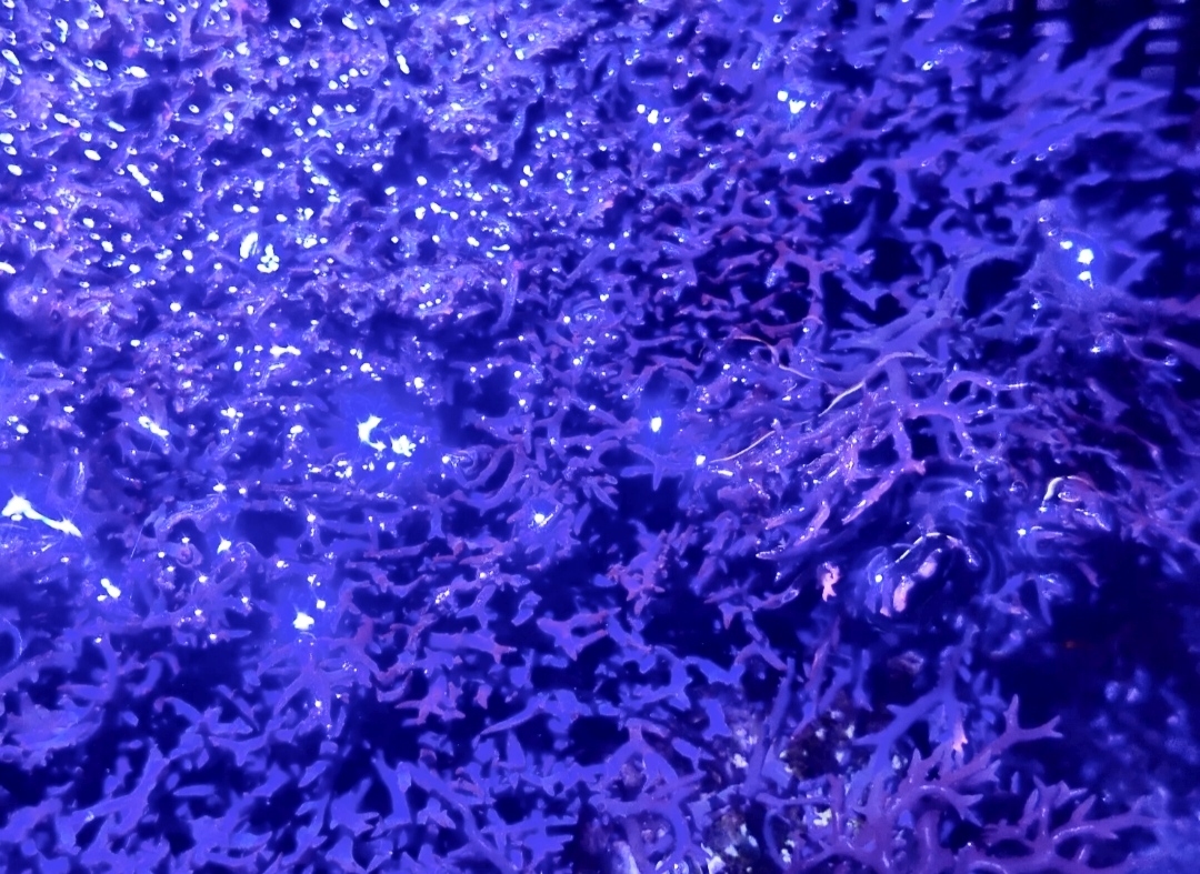 Blue Ochtodes Macroalgae