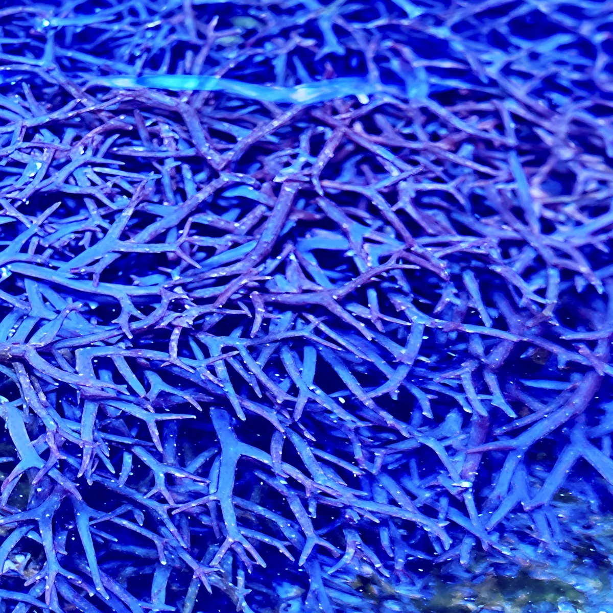 Blue Ochtodes Macroalgae