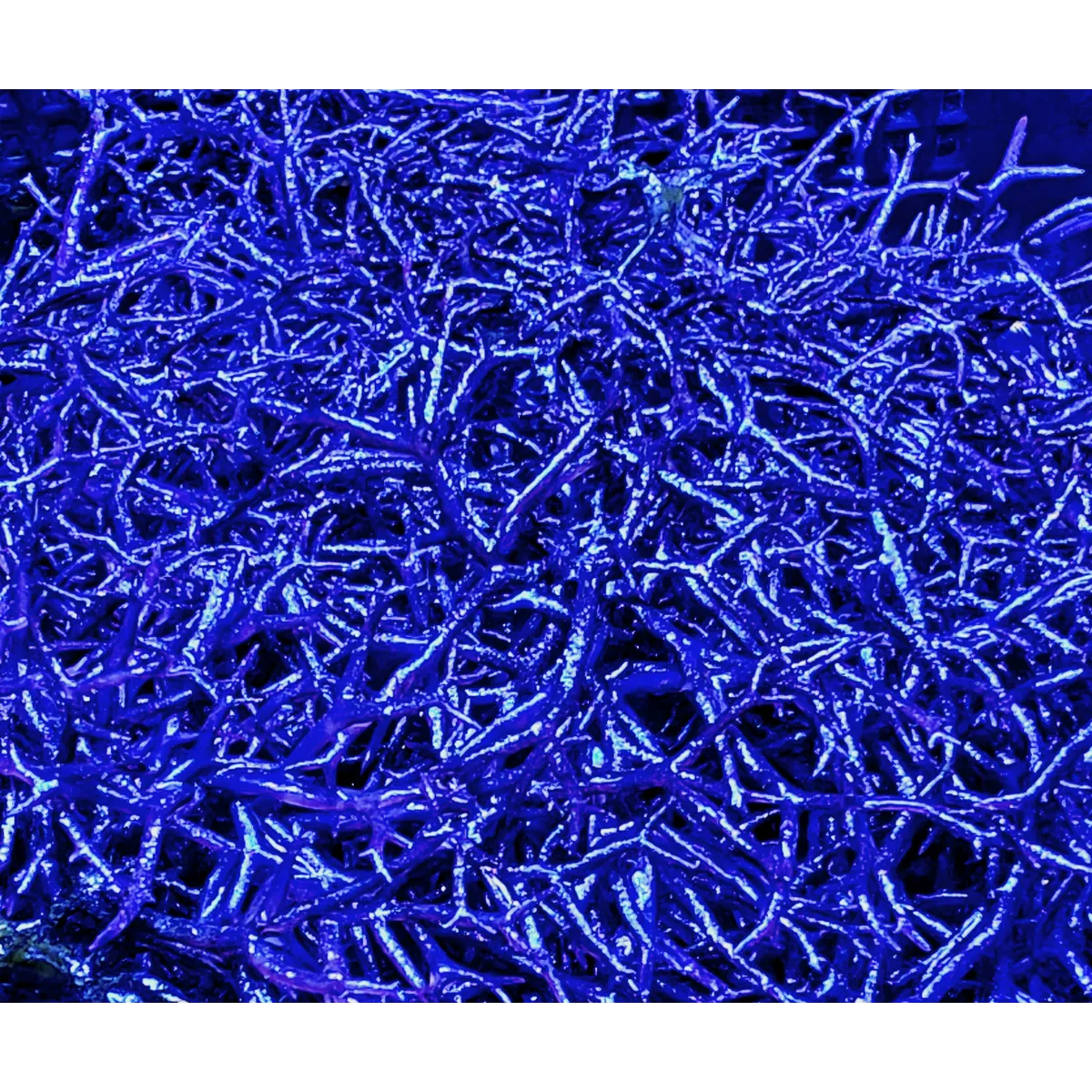 Blue Ochtodes Macroalgae