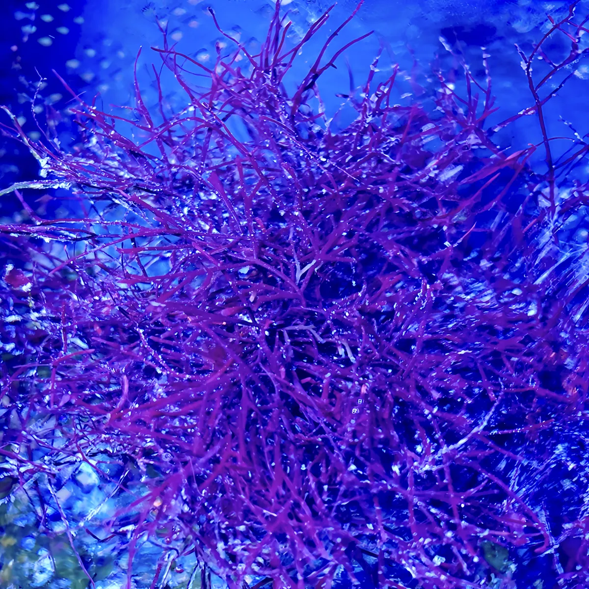 Chondria Red Hair Macroalgae