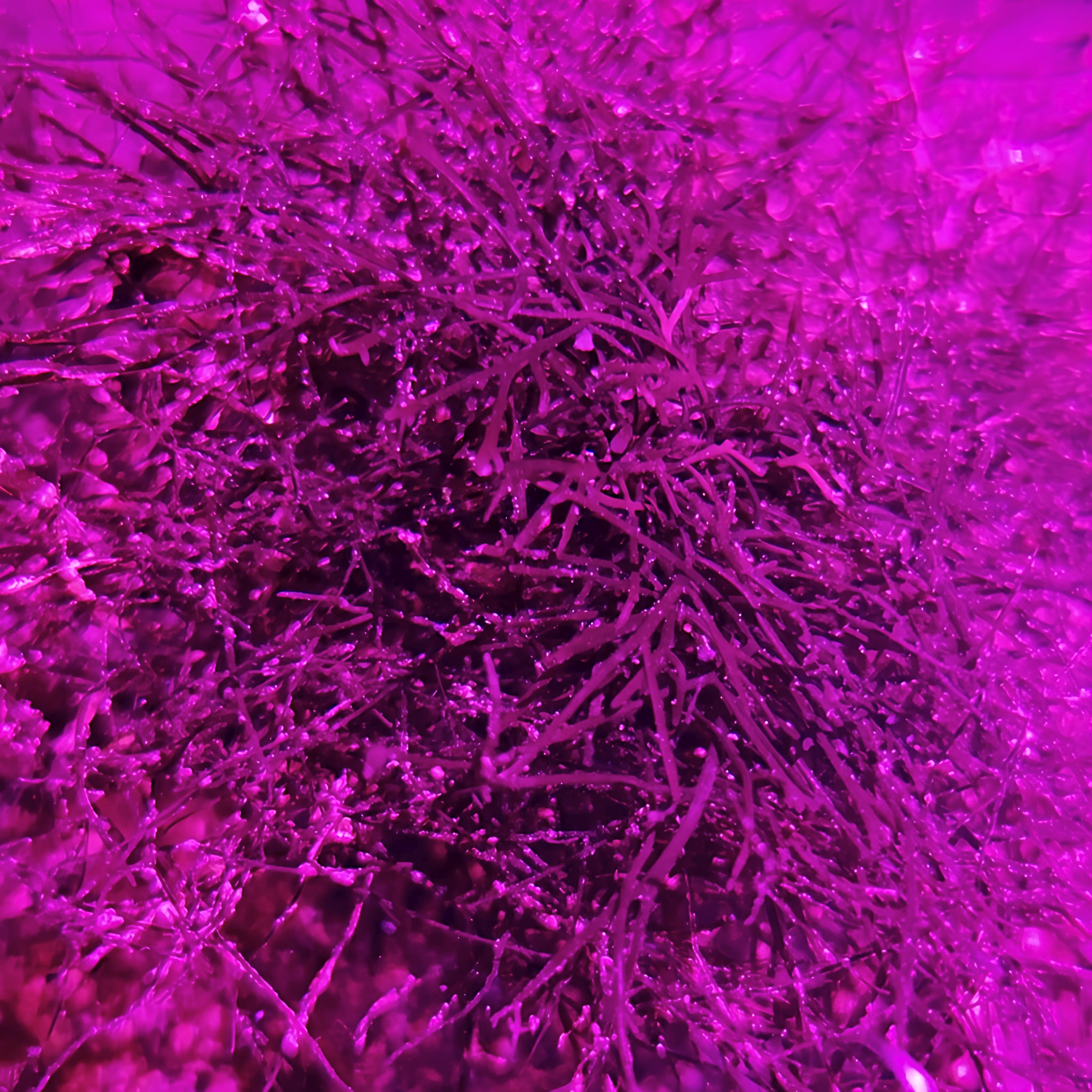 Chondria Red Hair Macroalgae