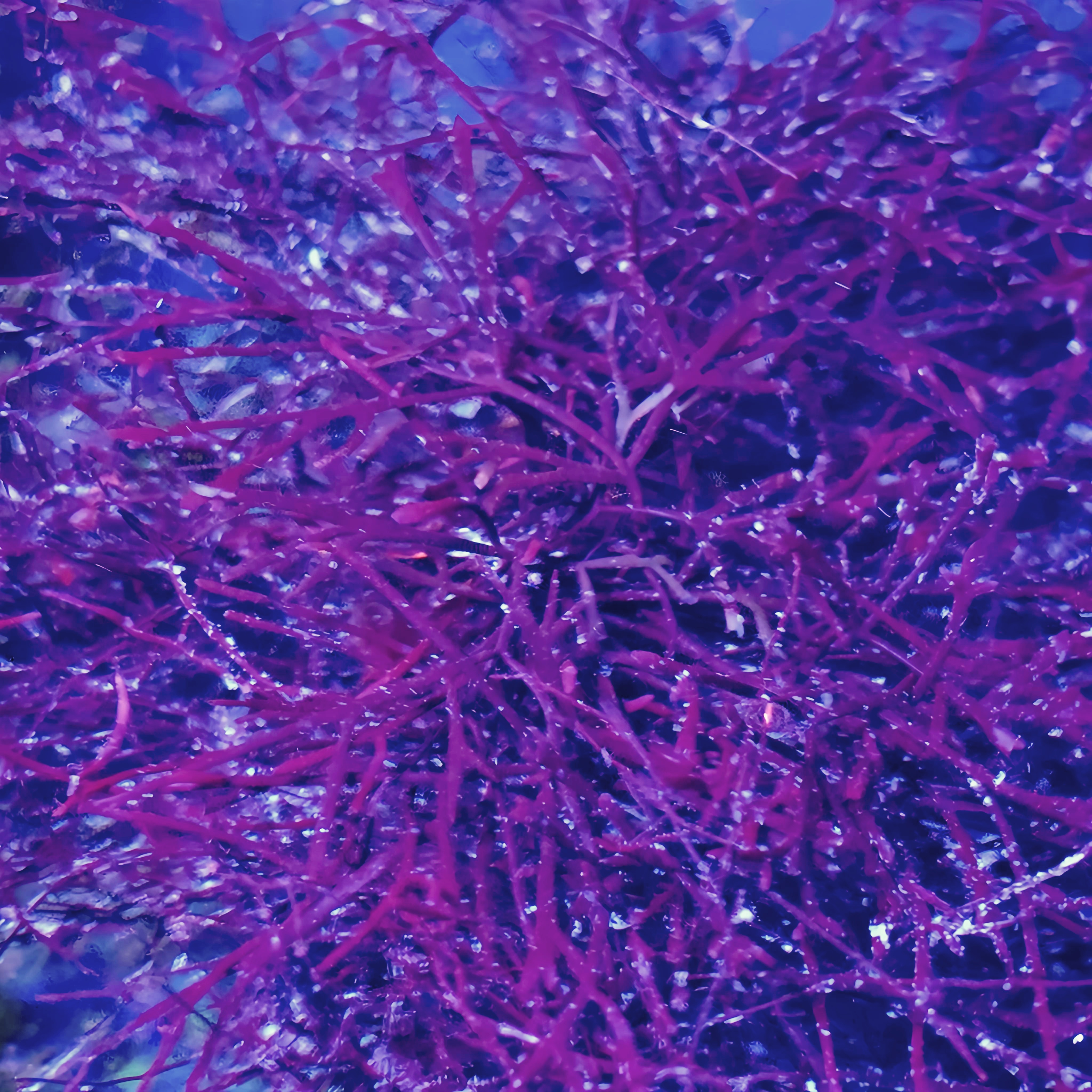 Chondria Red Hair Macroalgae
