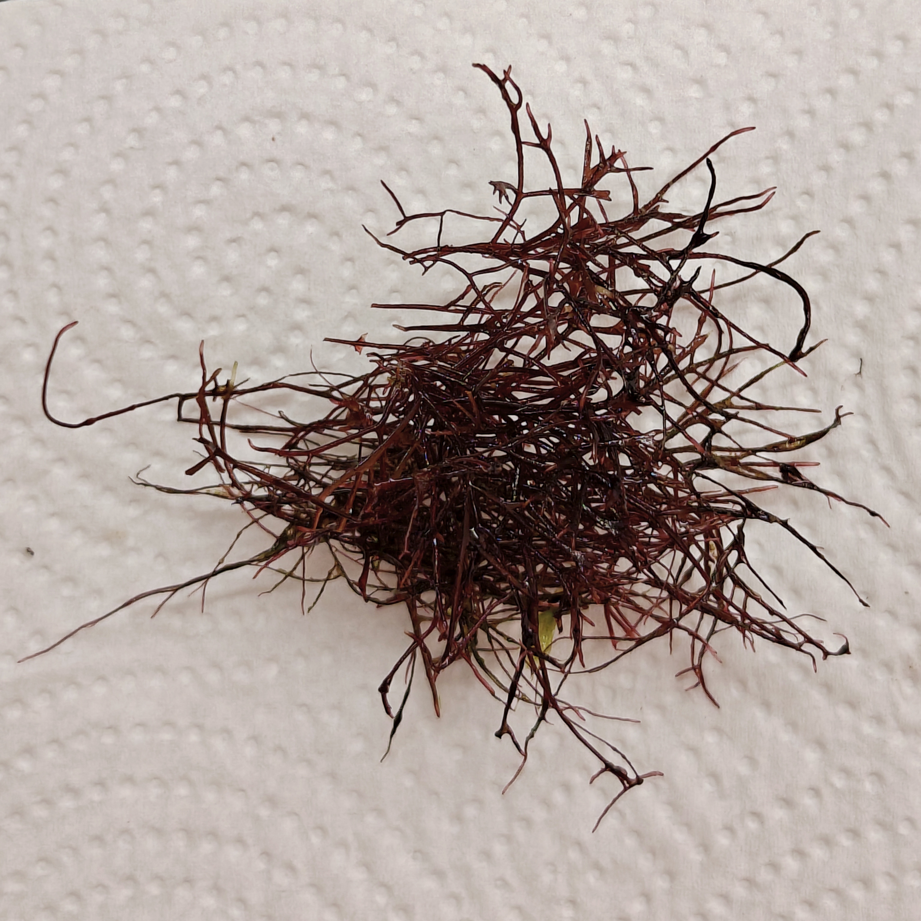 Chondria Red Hair Macroalgae