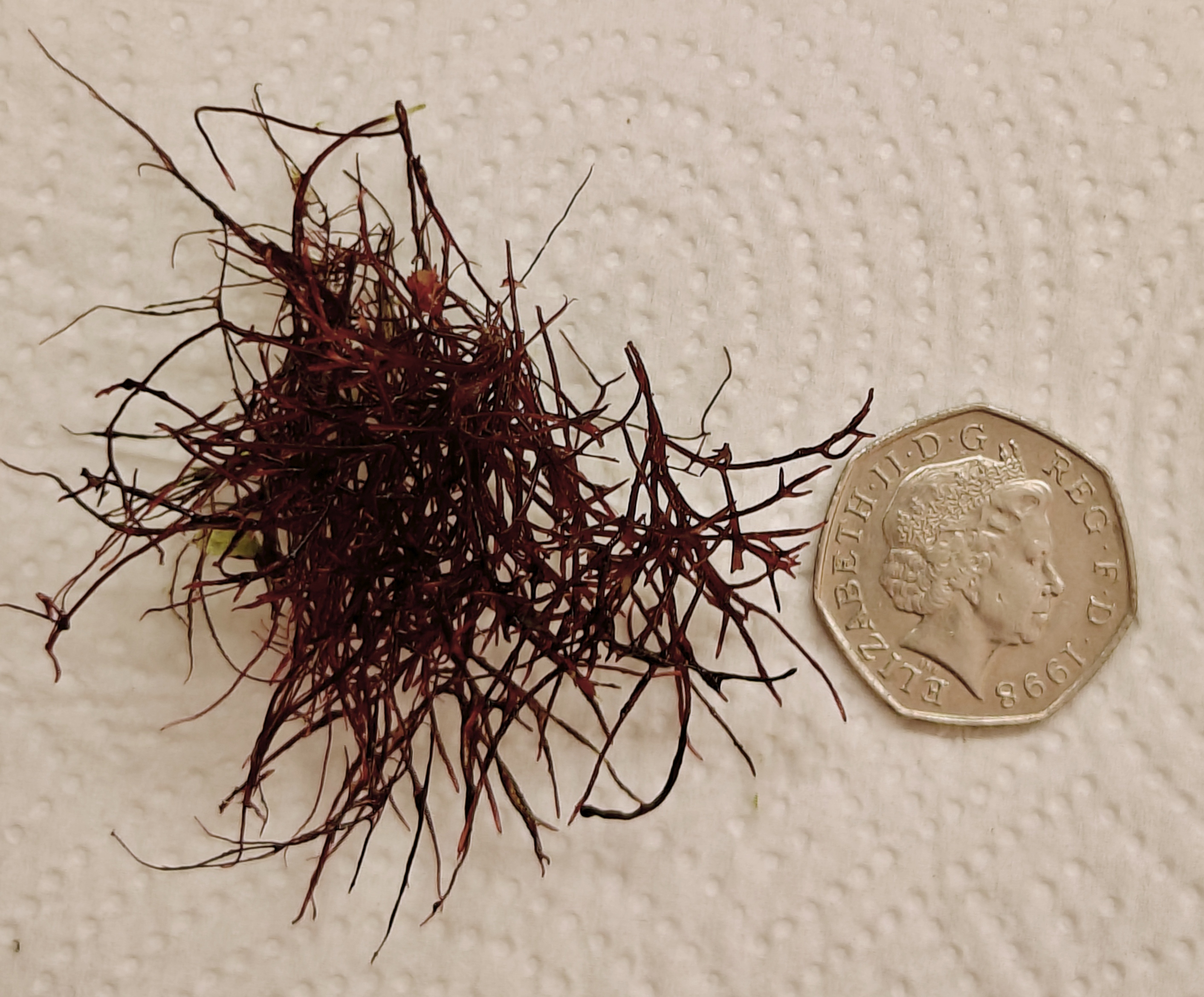 Chondria Red Hair Macroalgae