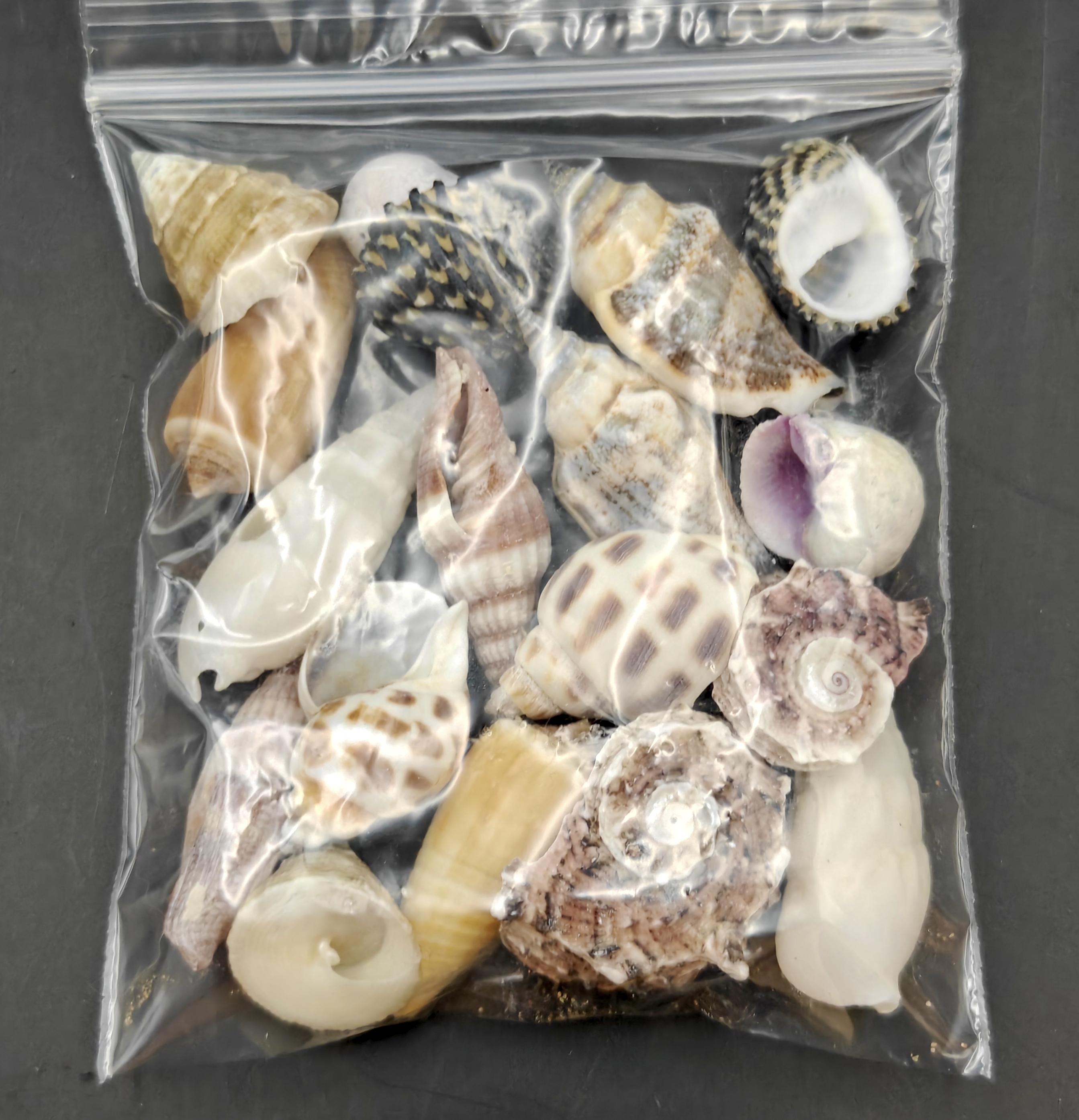 (Very Small) Hermit Crab Shells Selection