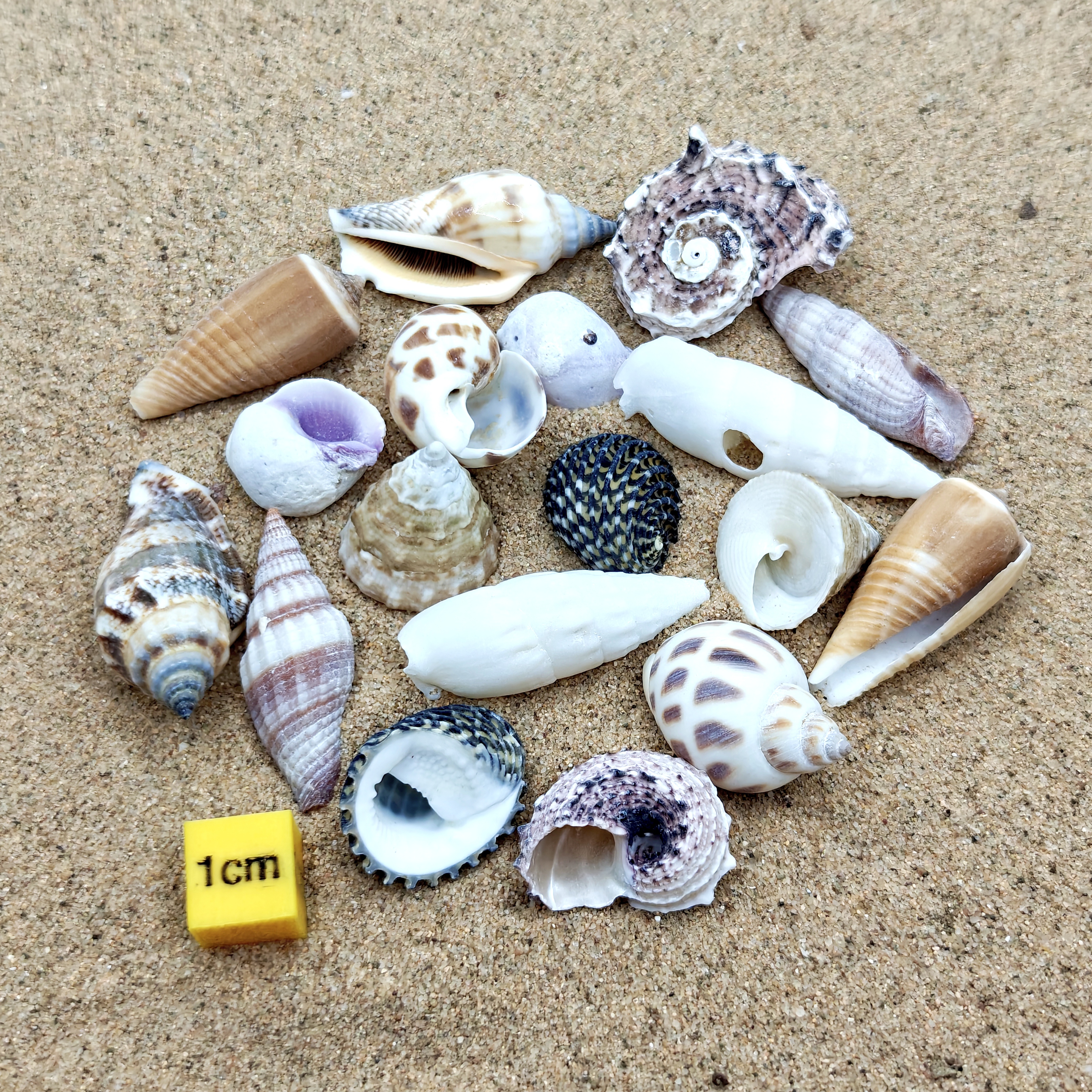 (Very Small) Hermit Crab Shells Selection