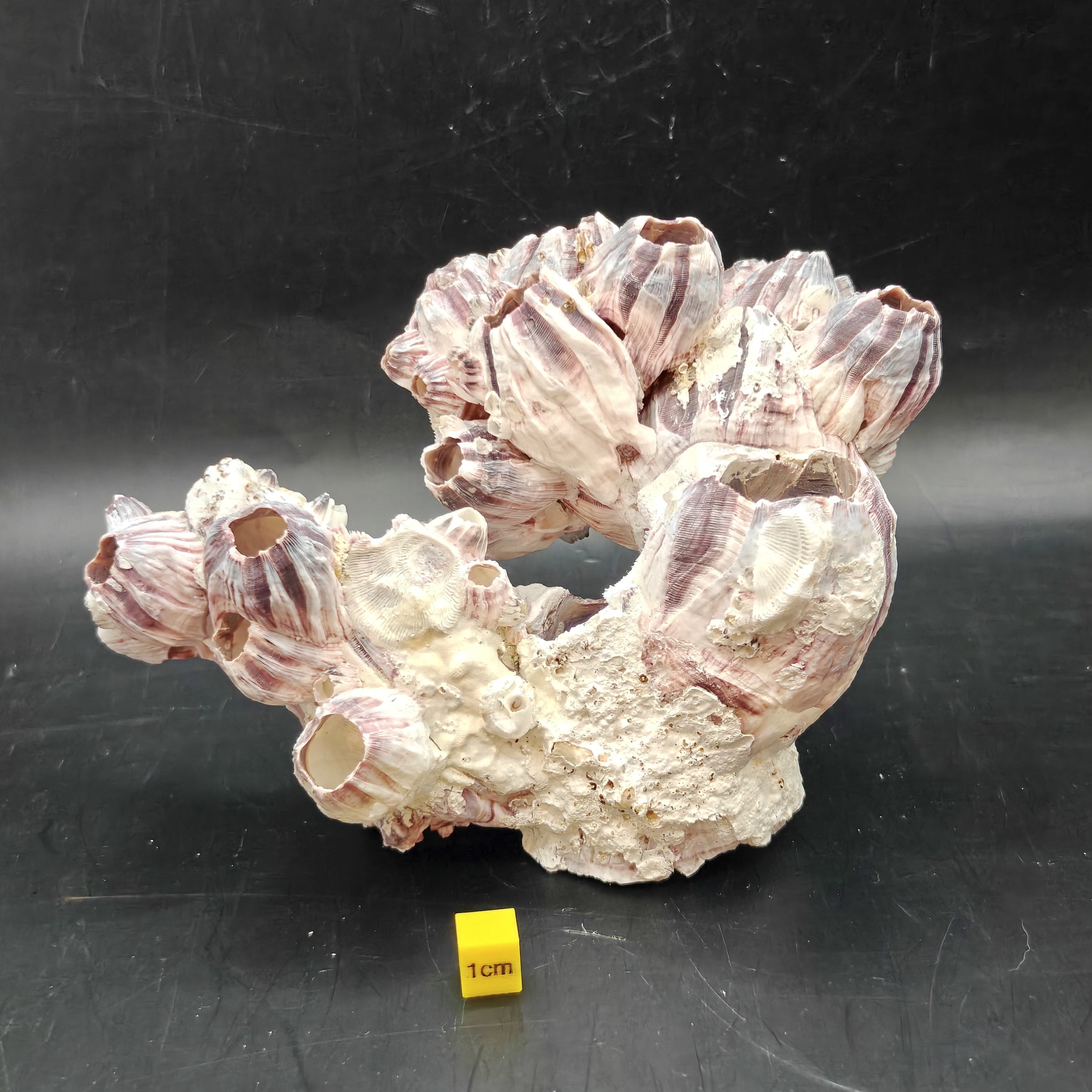 Natural Barnacle Cluster (Large)