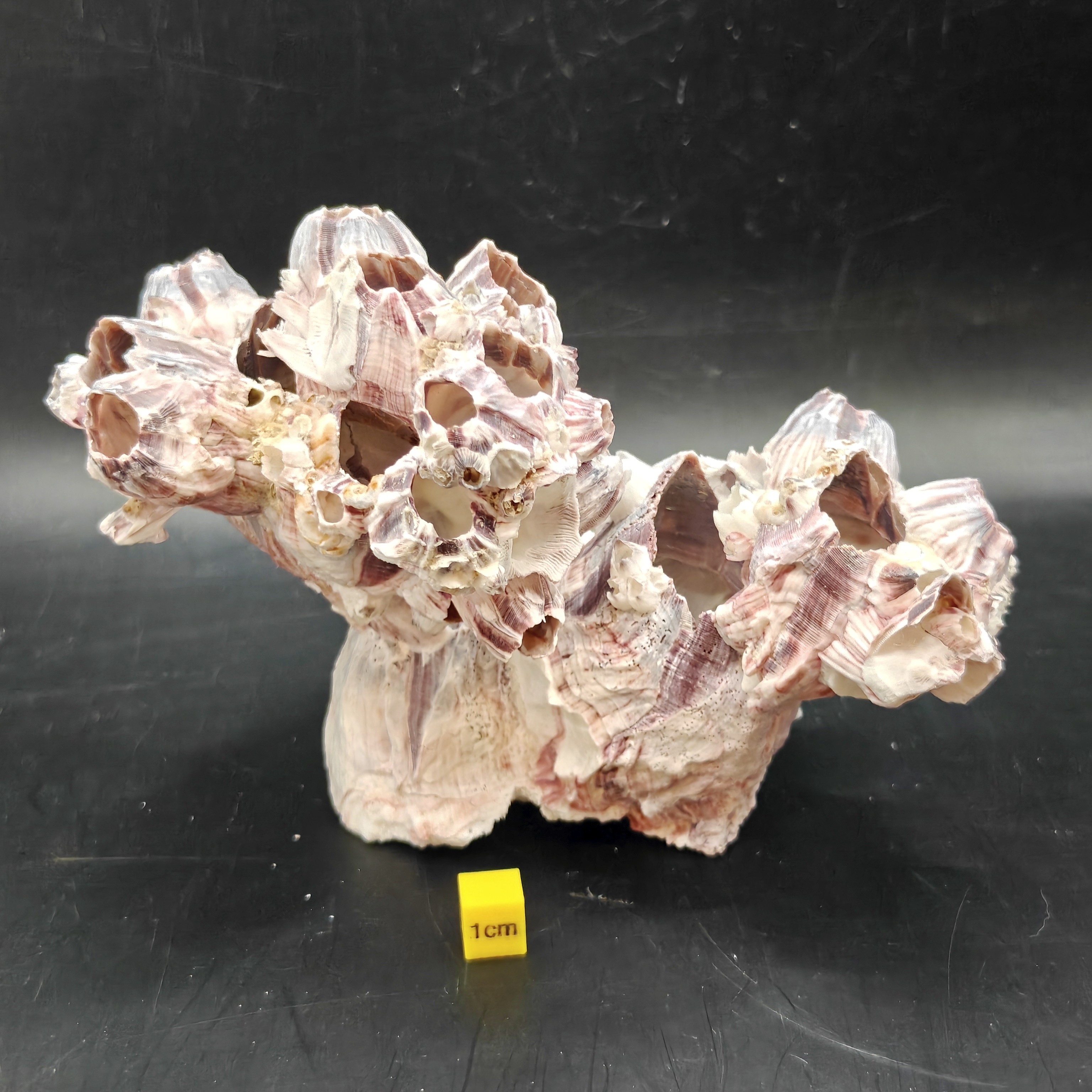 Natural Barnacle Cluster (Large)