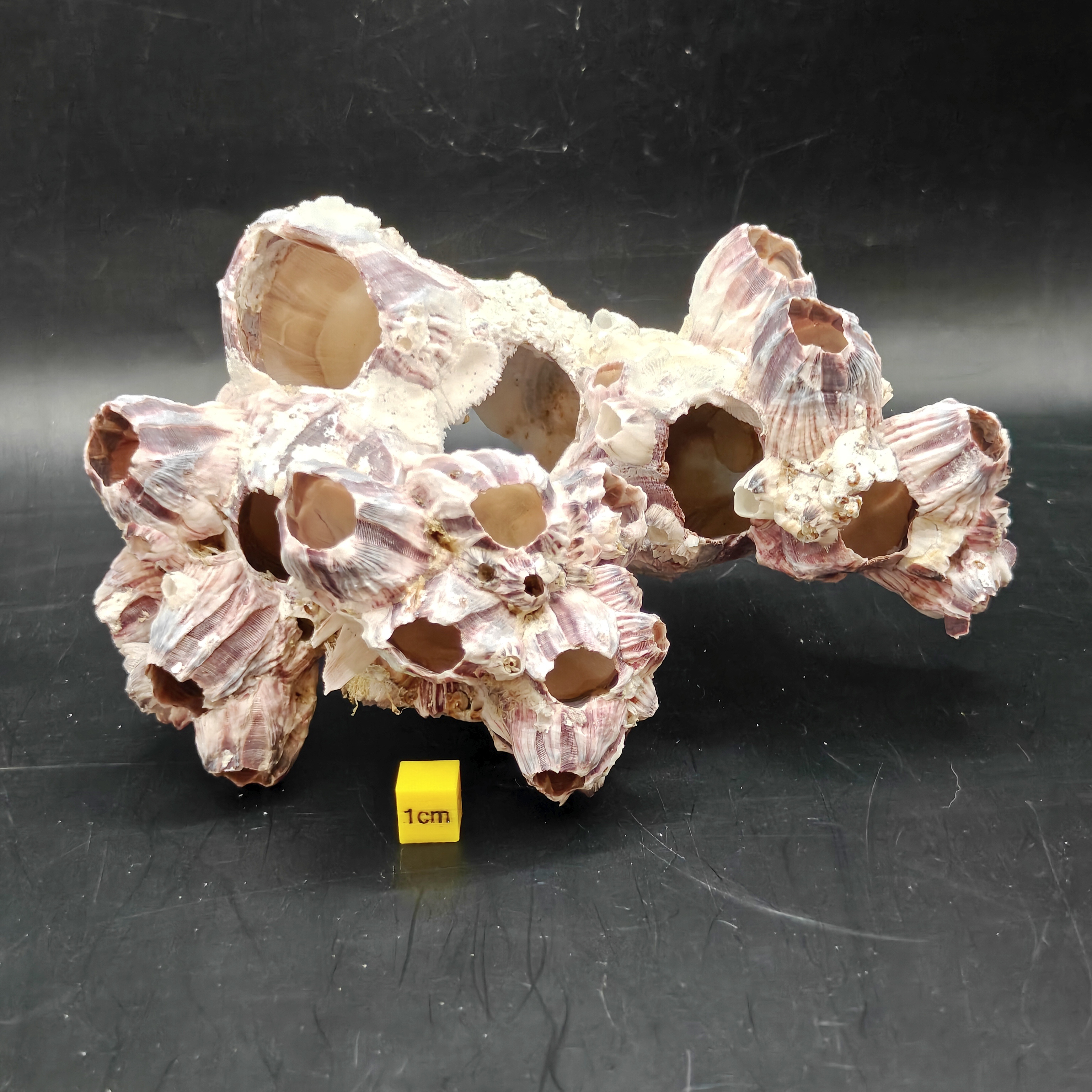 Natural Barnacle Cluster (Large)