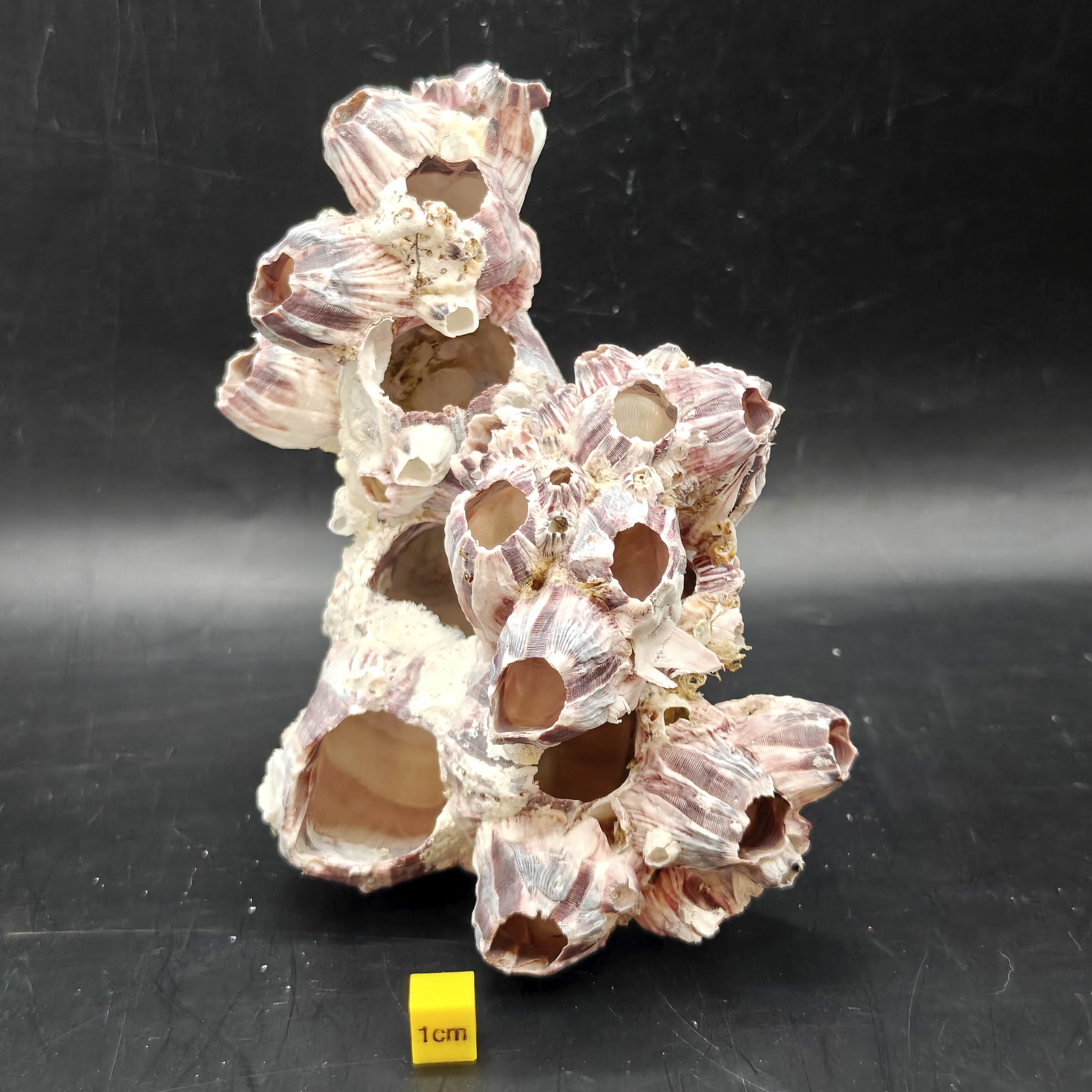 Natural Barnacle Cluster (Large)