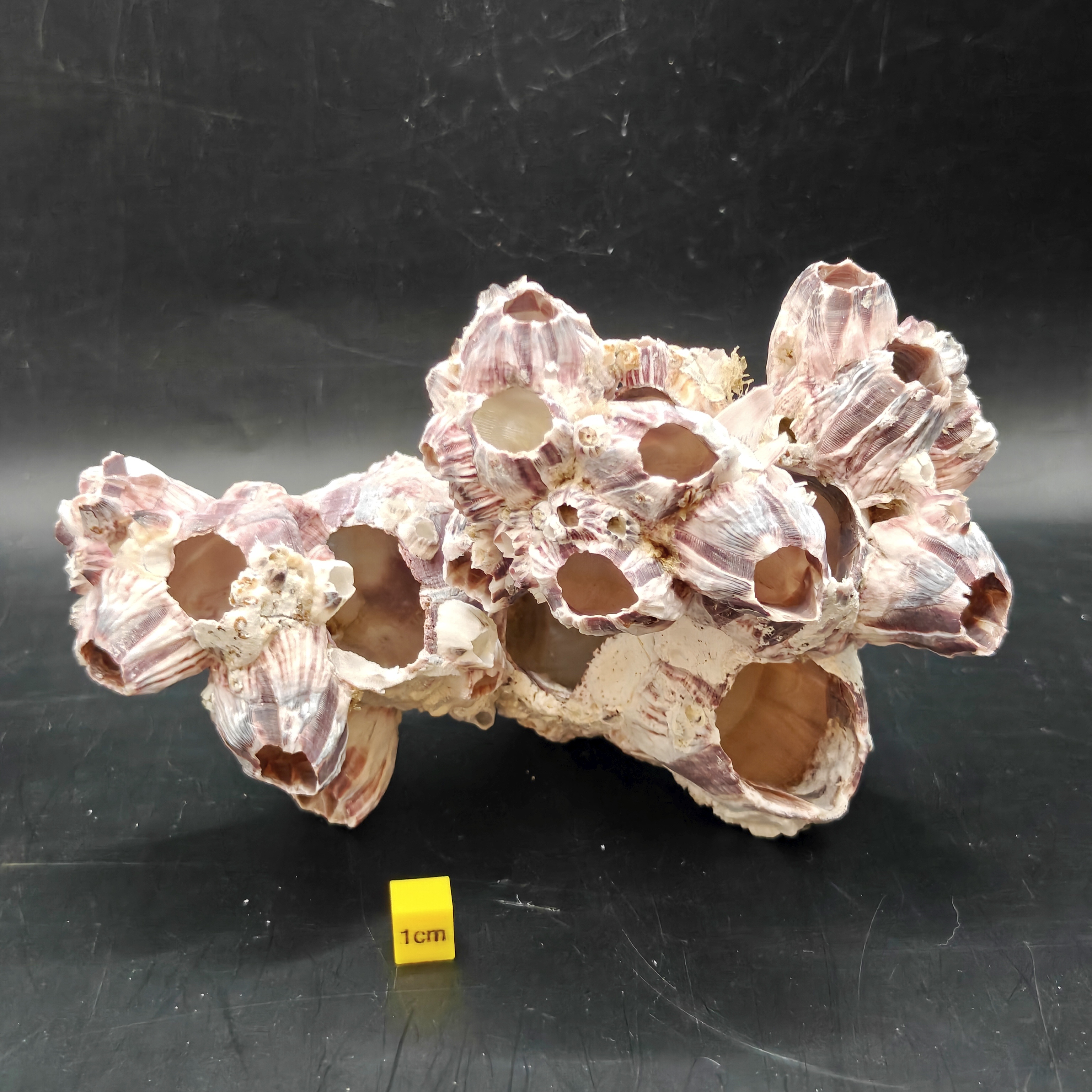 Natural Barnacle Cluster (Large)