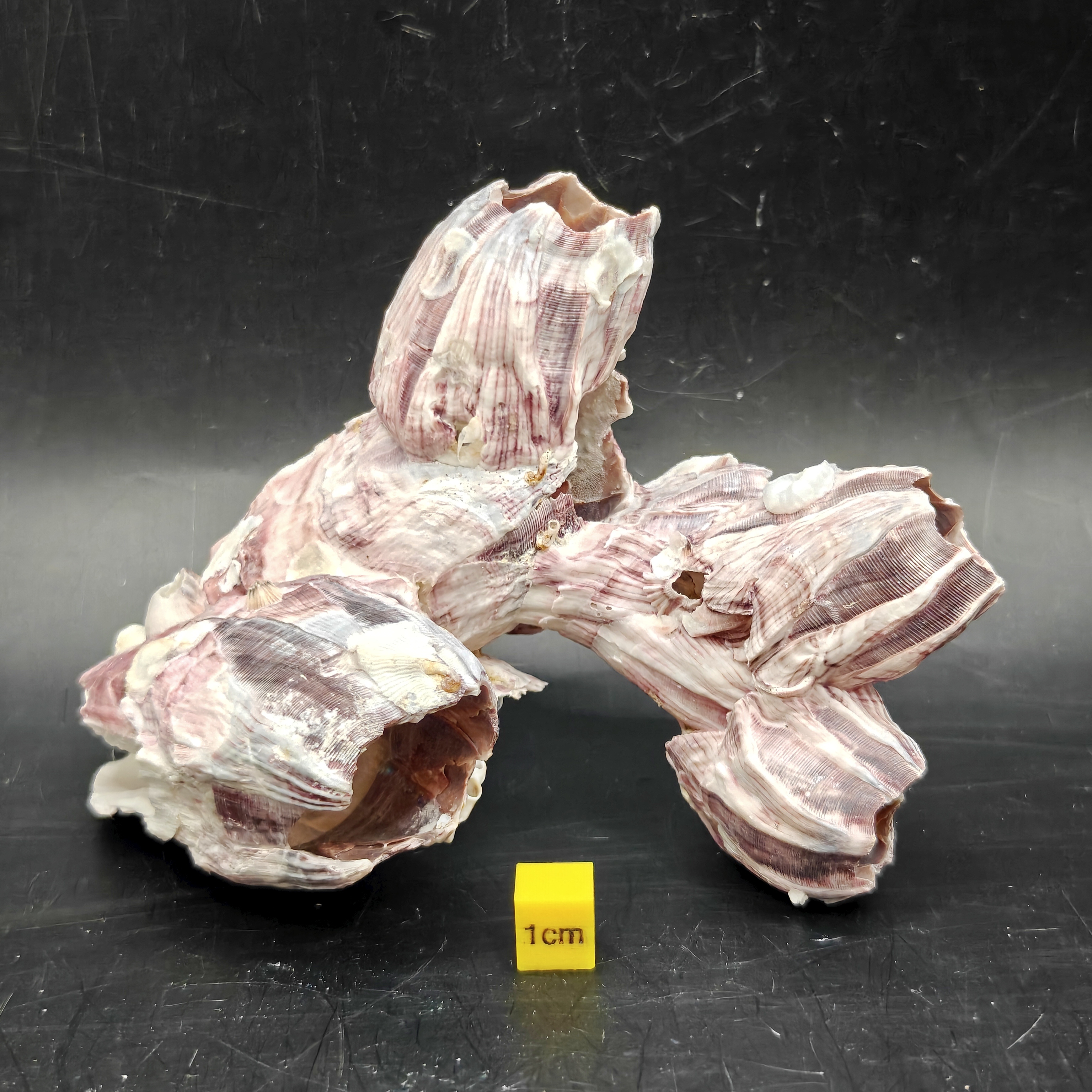 Natural Barnacle Cluster (Small)