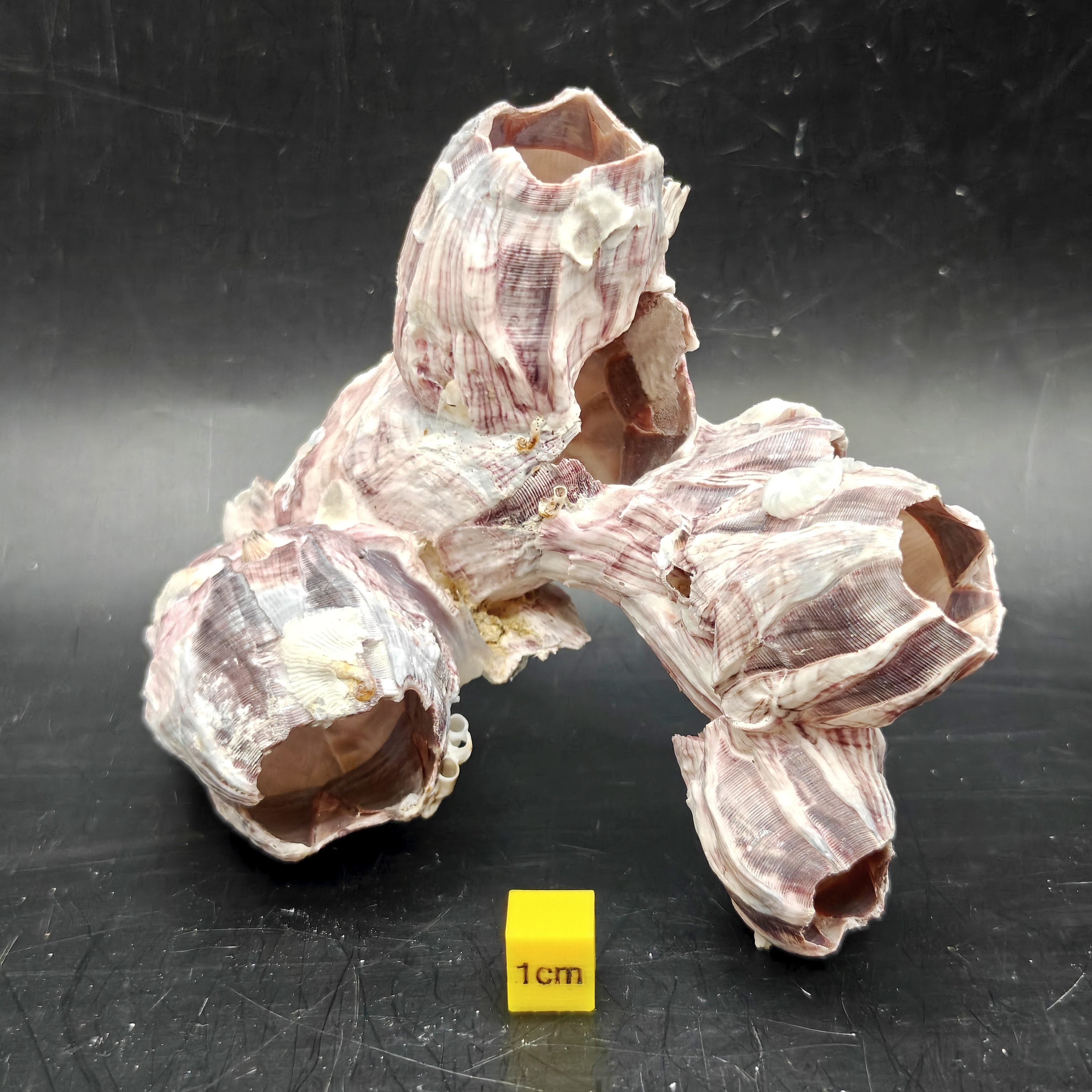 Natural Barnacle Cluster (Small)
