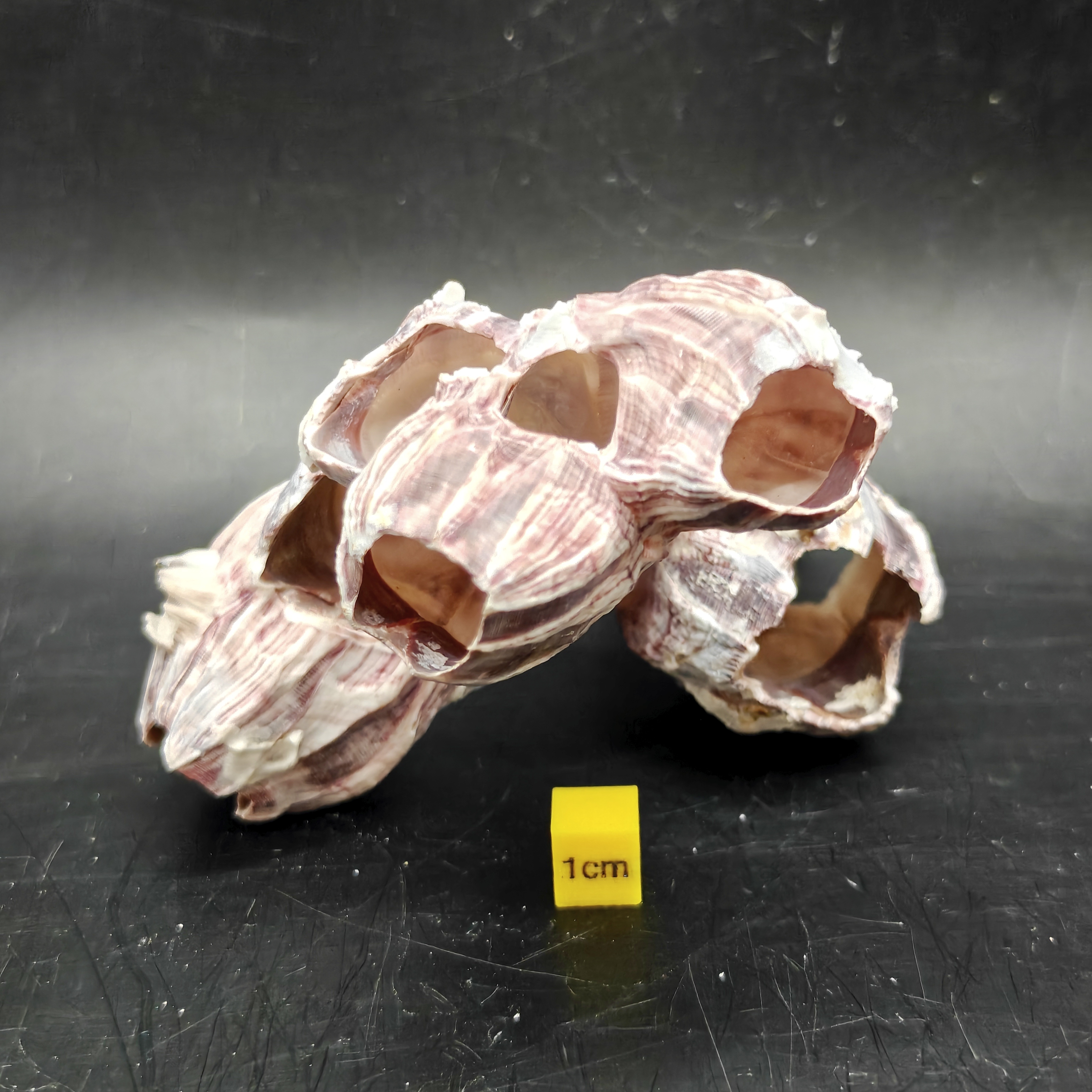 Natural Barnacle Cluster (Small)