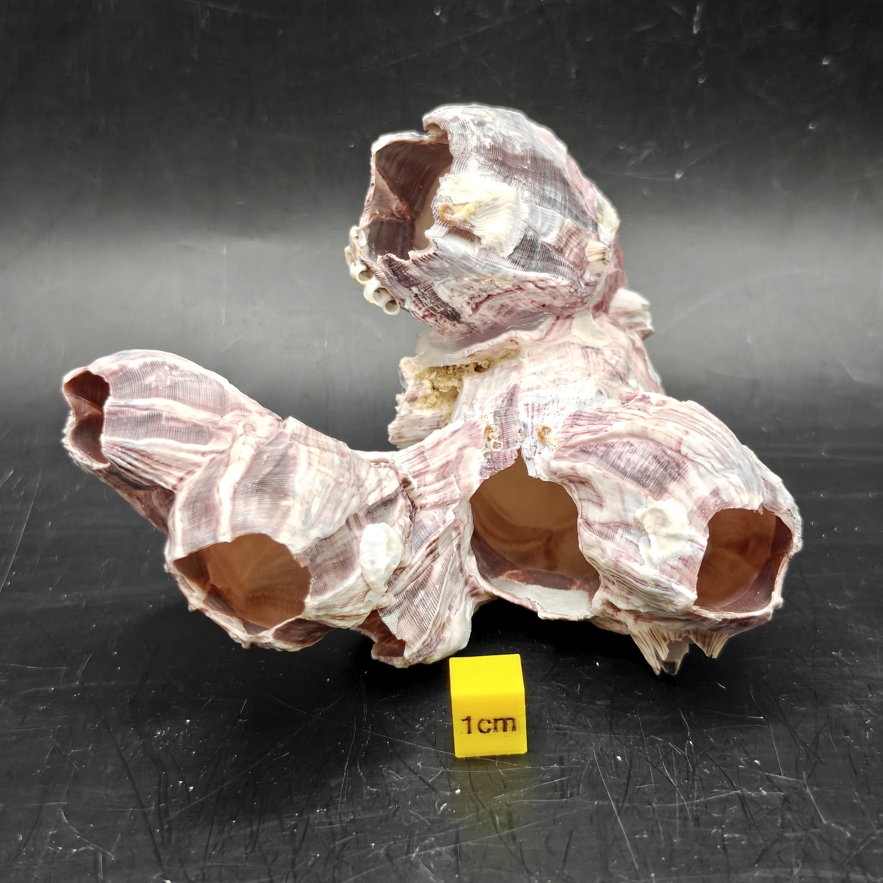 Natural Barnacle Cluster (Small)