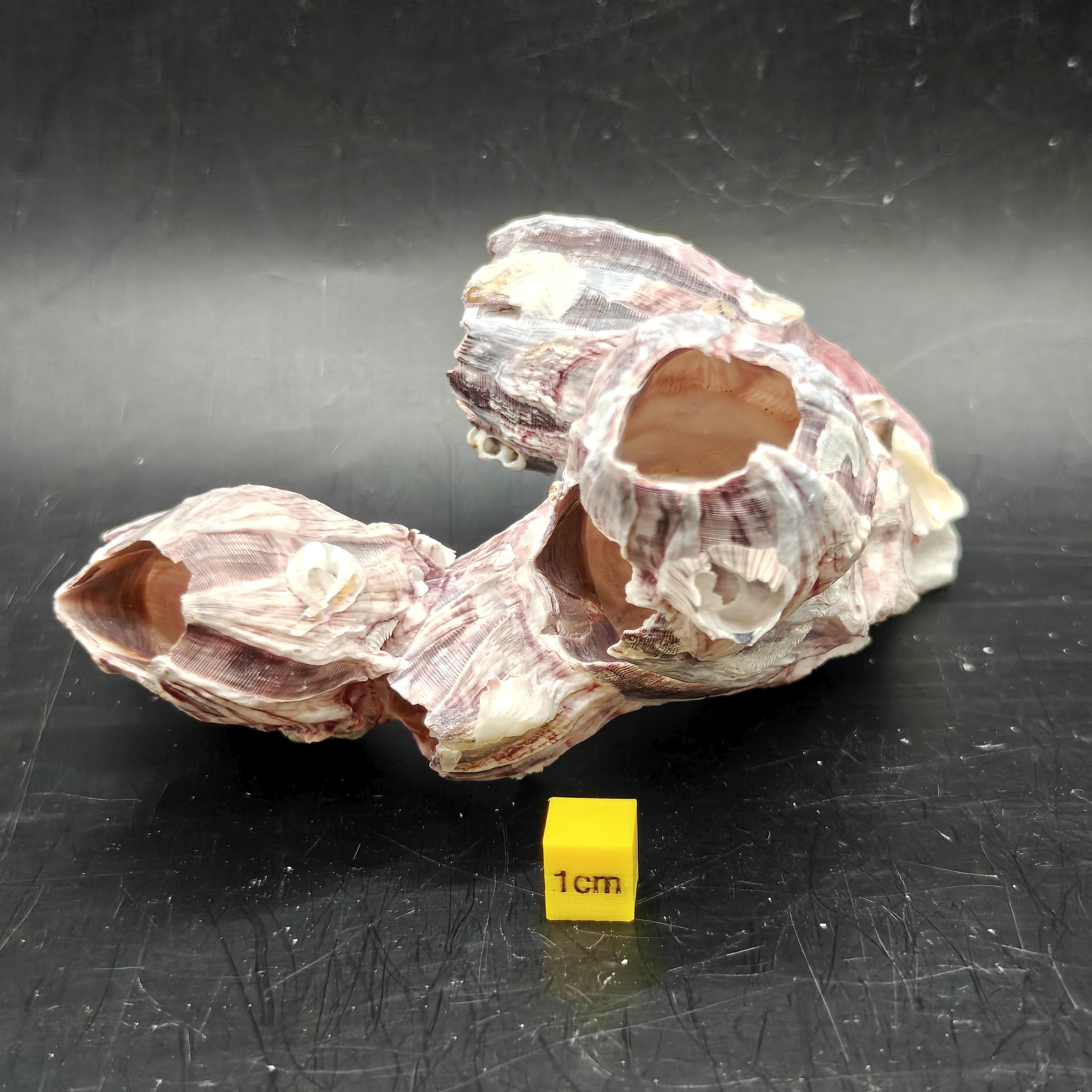 Natural Barnacle Cluster (Small)