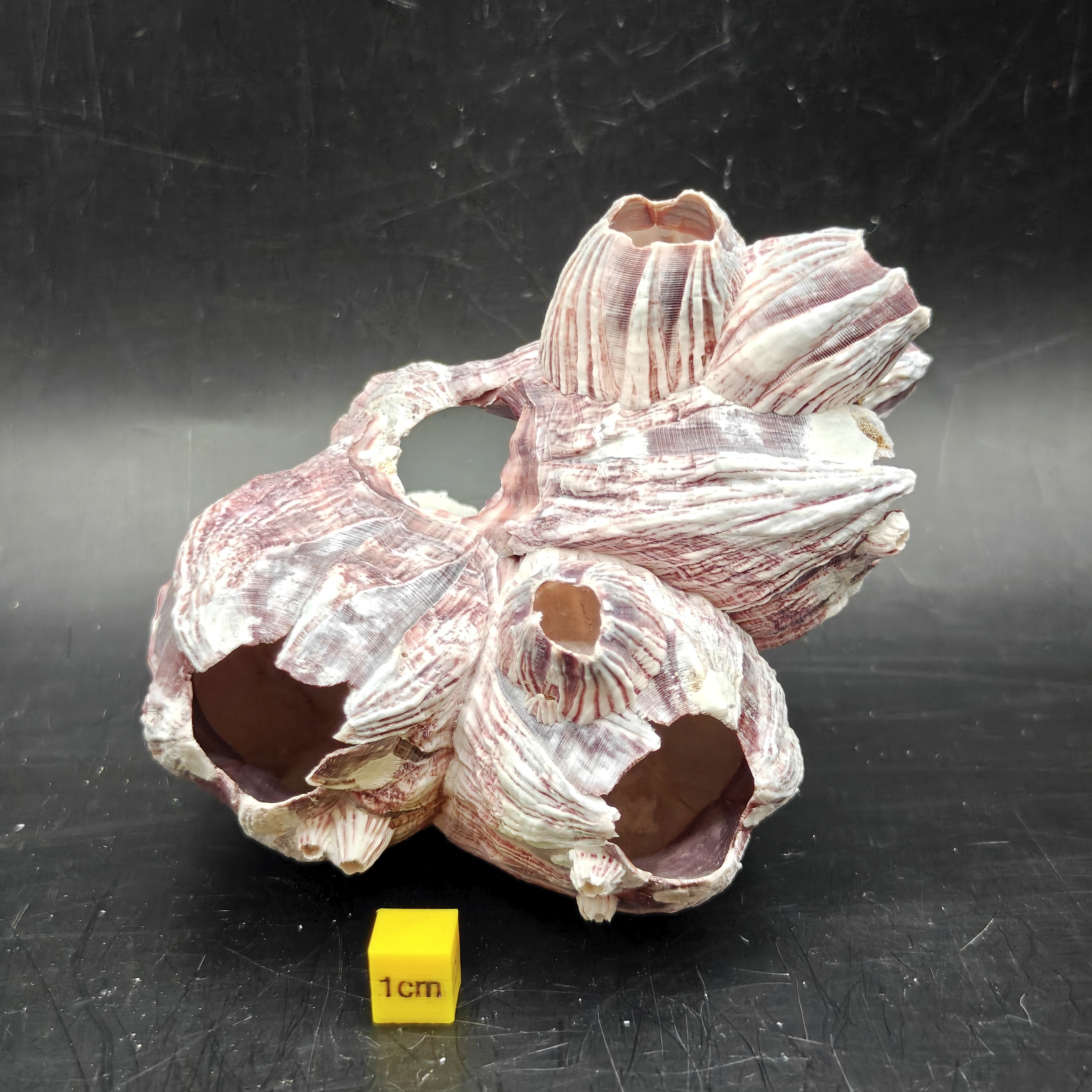 Natural Barnacle Cluster (Small)