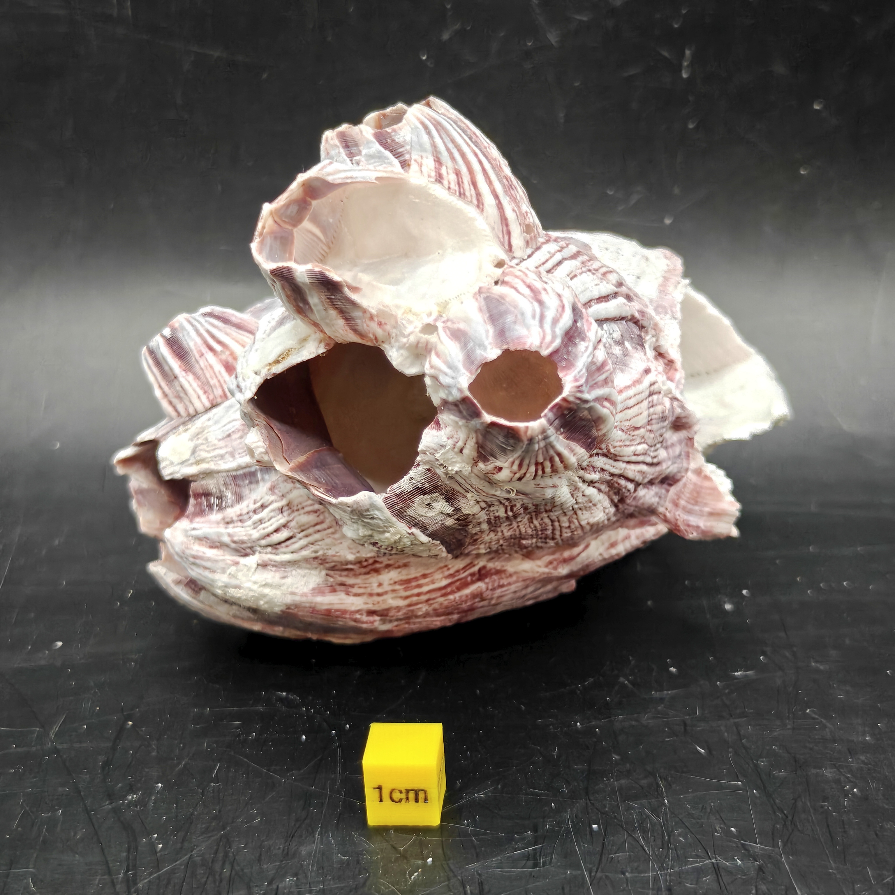 Natural Barnacle Cluster (Small)