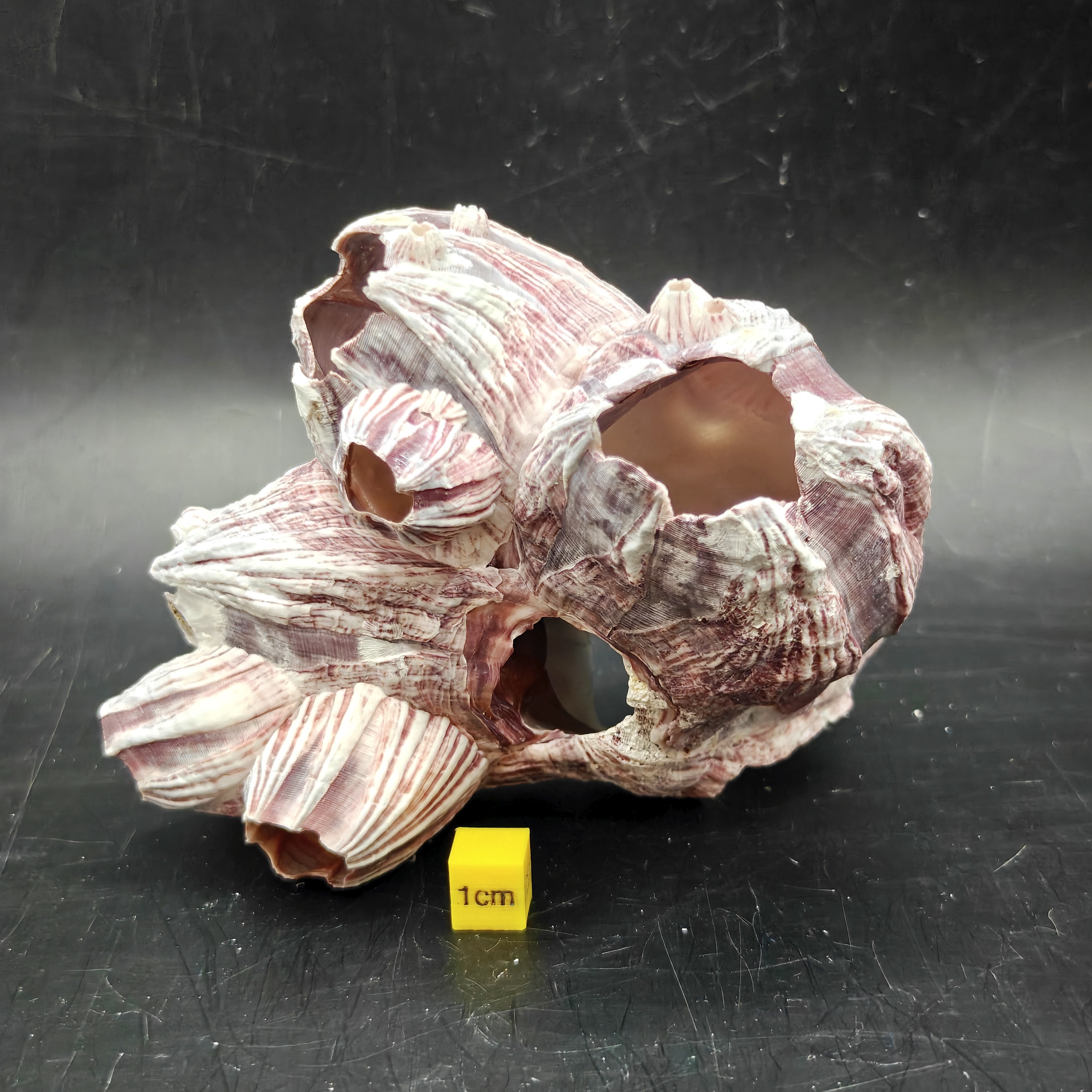Natural Barnacle Cluster (Small)