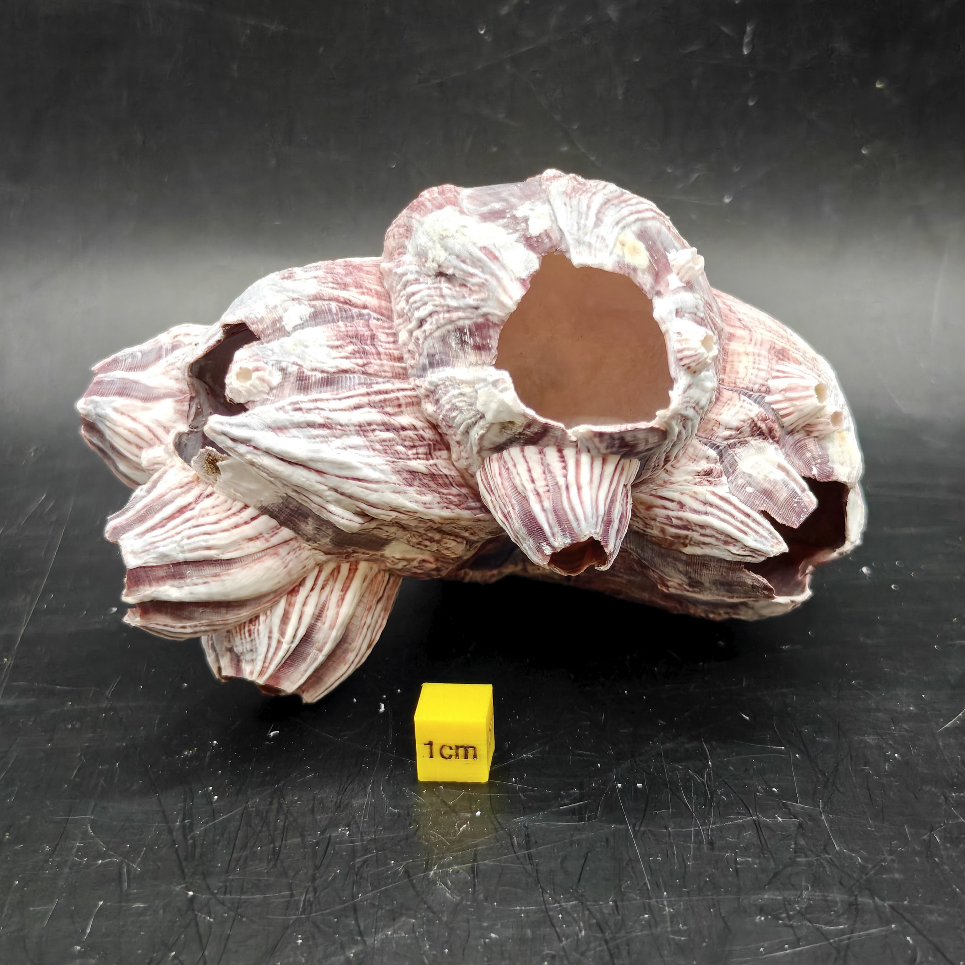 Natural Barnacle Cluster (Small)