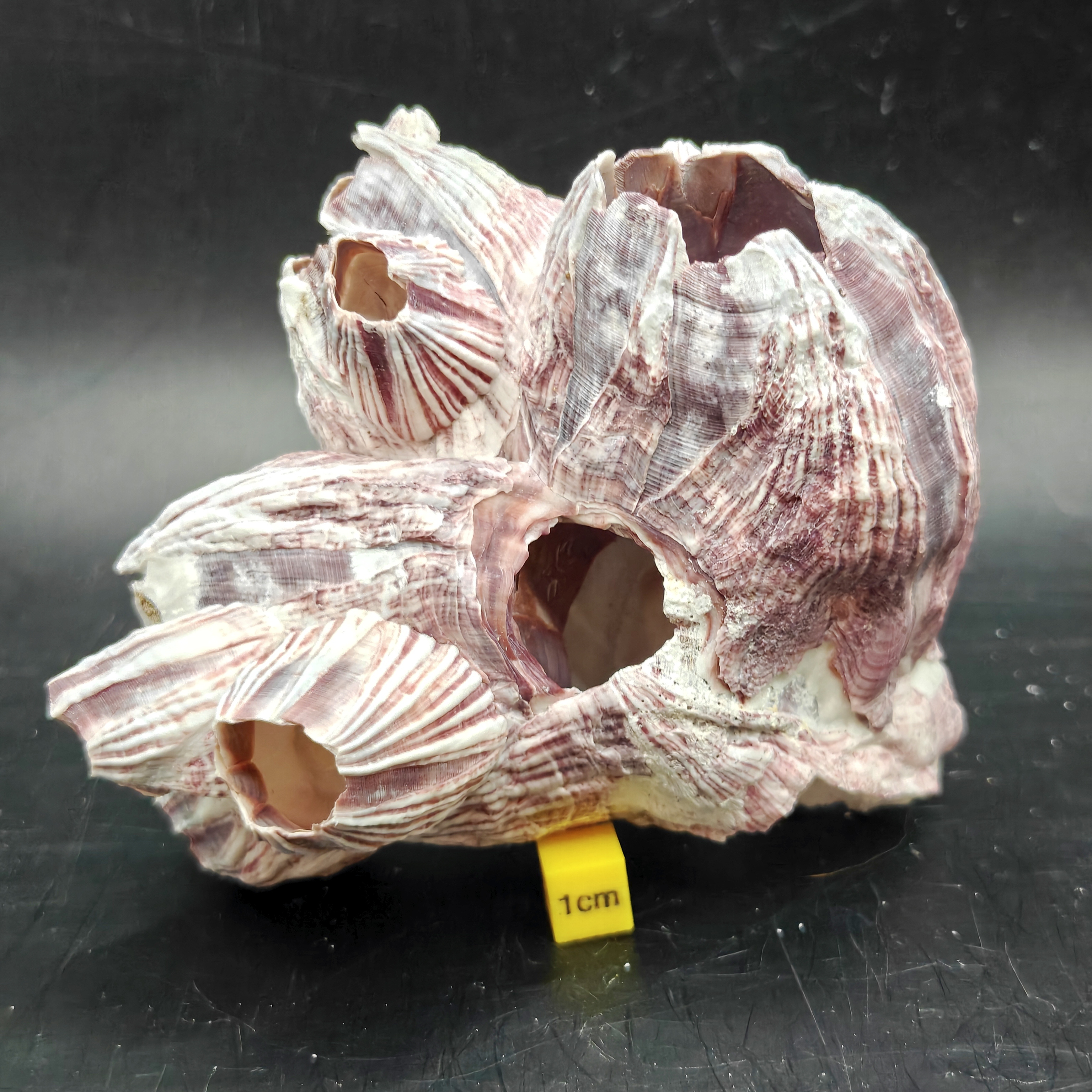 Natural Barnacle Cluster (Small)