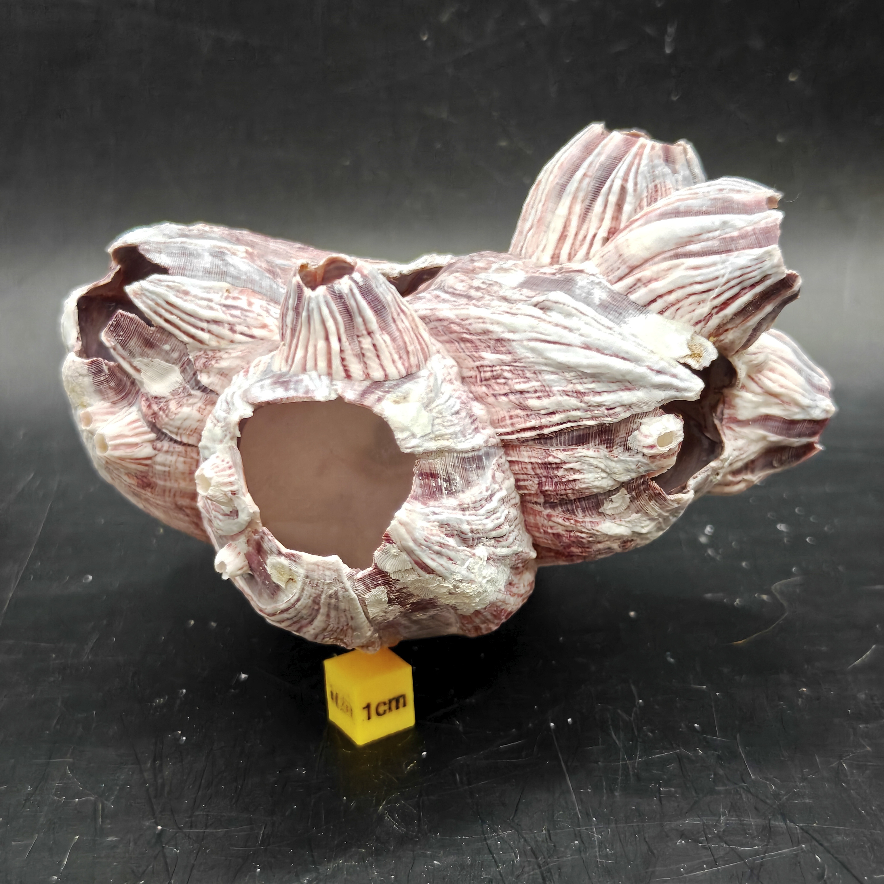Natural Barnacle Cluster (Small)