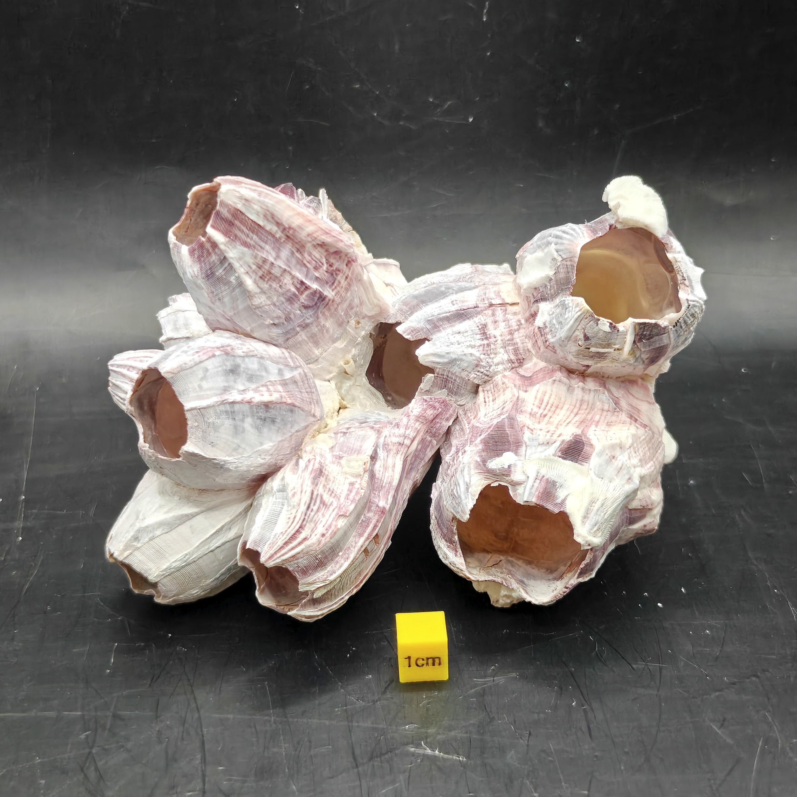 Natural Barnacle Cluster (Medium)