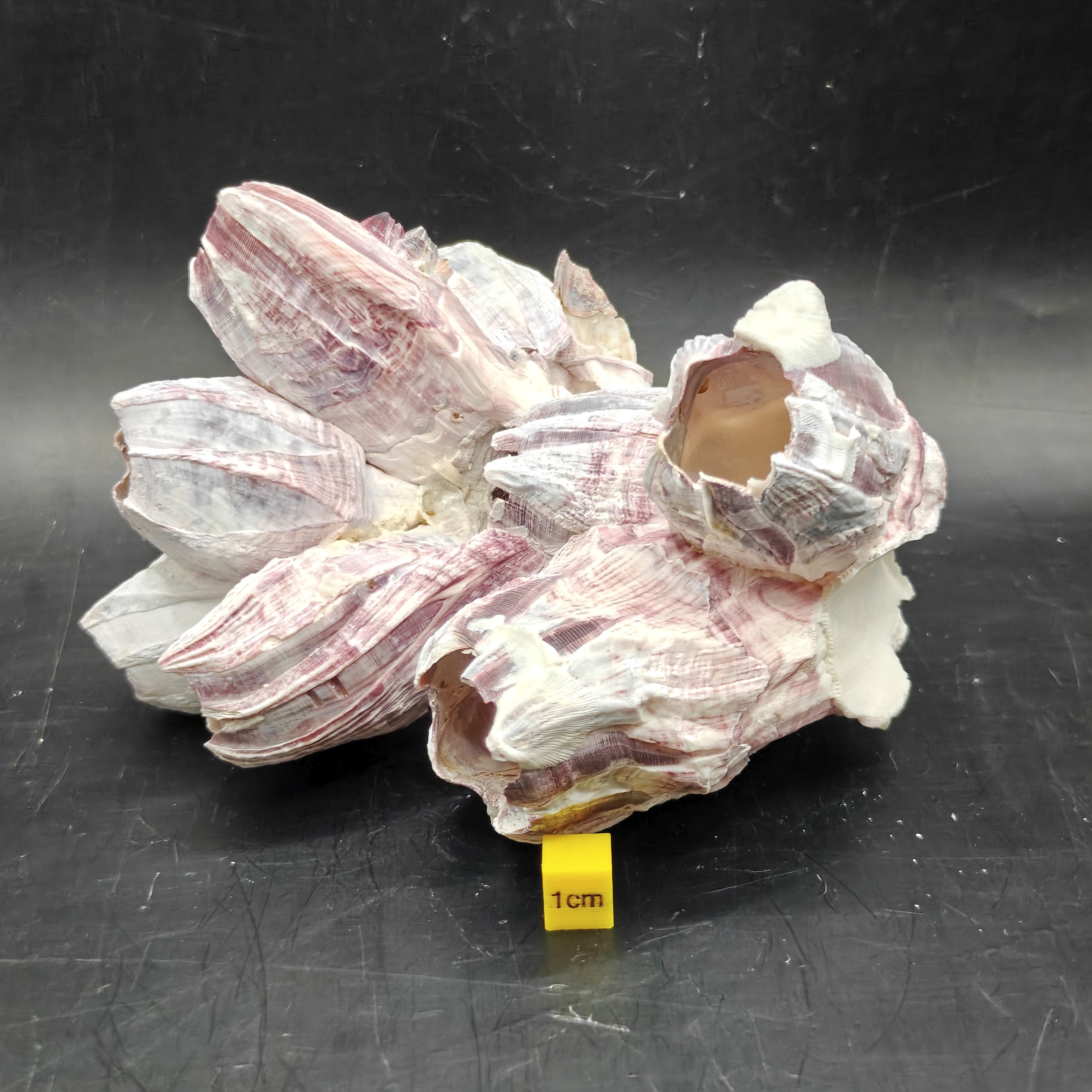 Natural Barnacle Cluster (Medium)