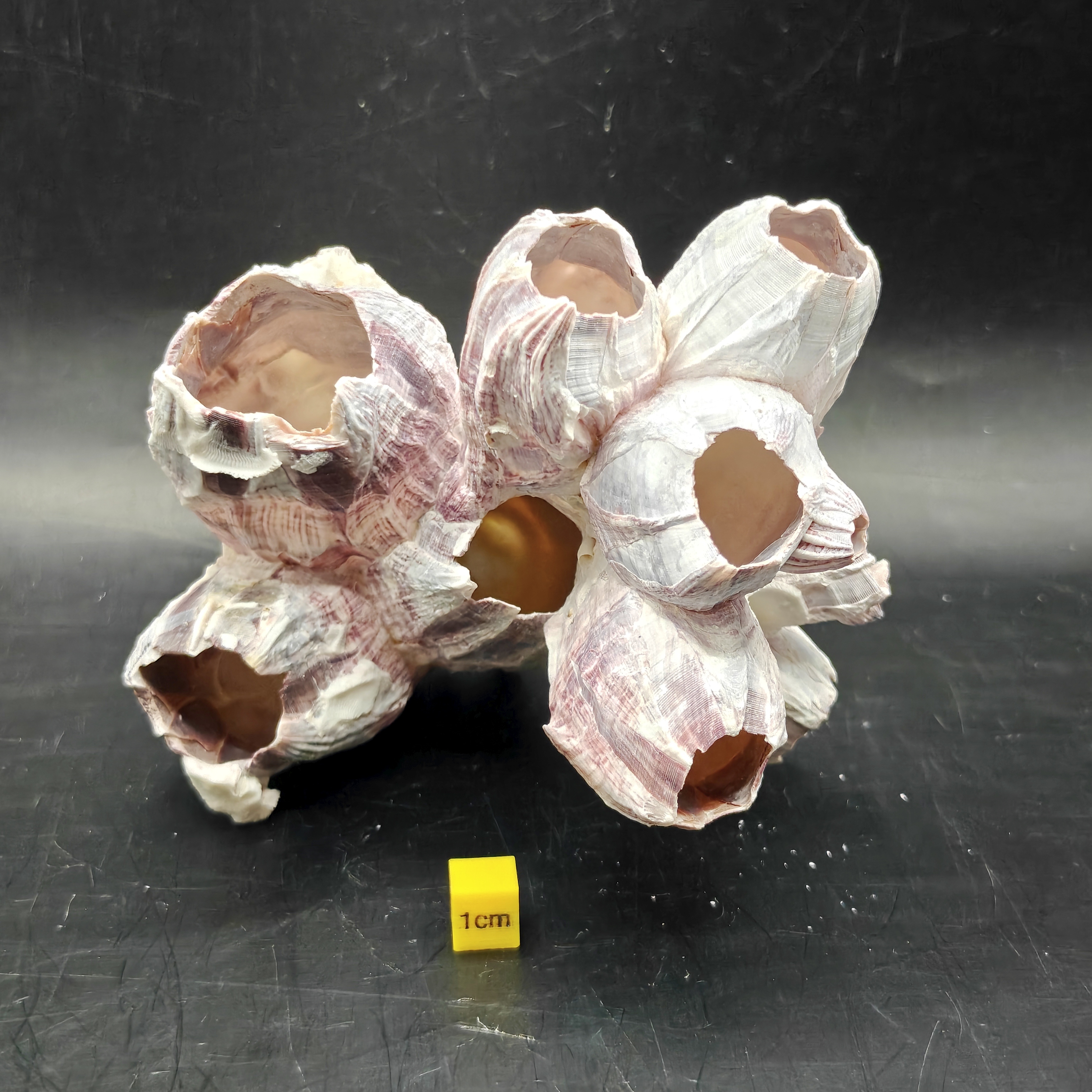 Natural Barnacle Cluster (Medium)
