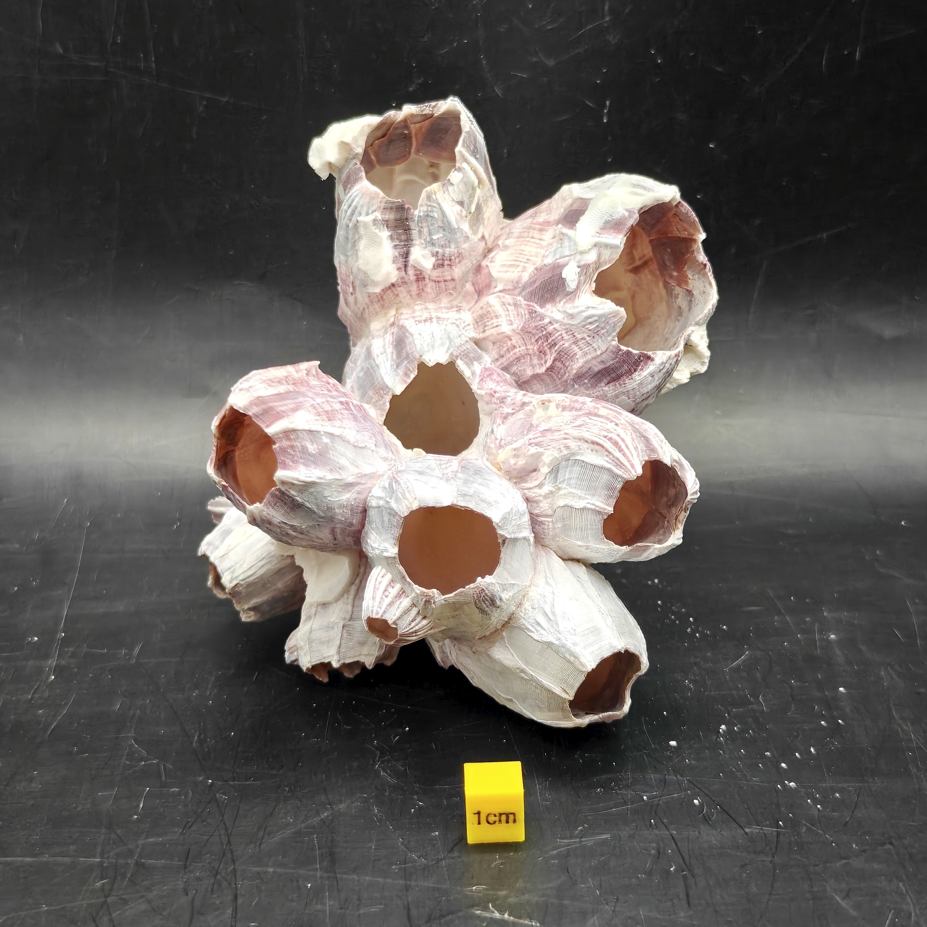 Natural Barnacle Cluster (Medium)