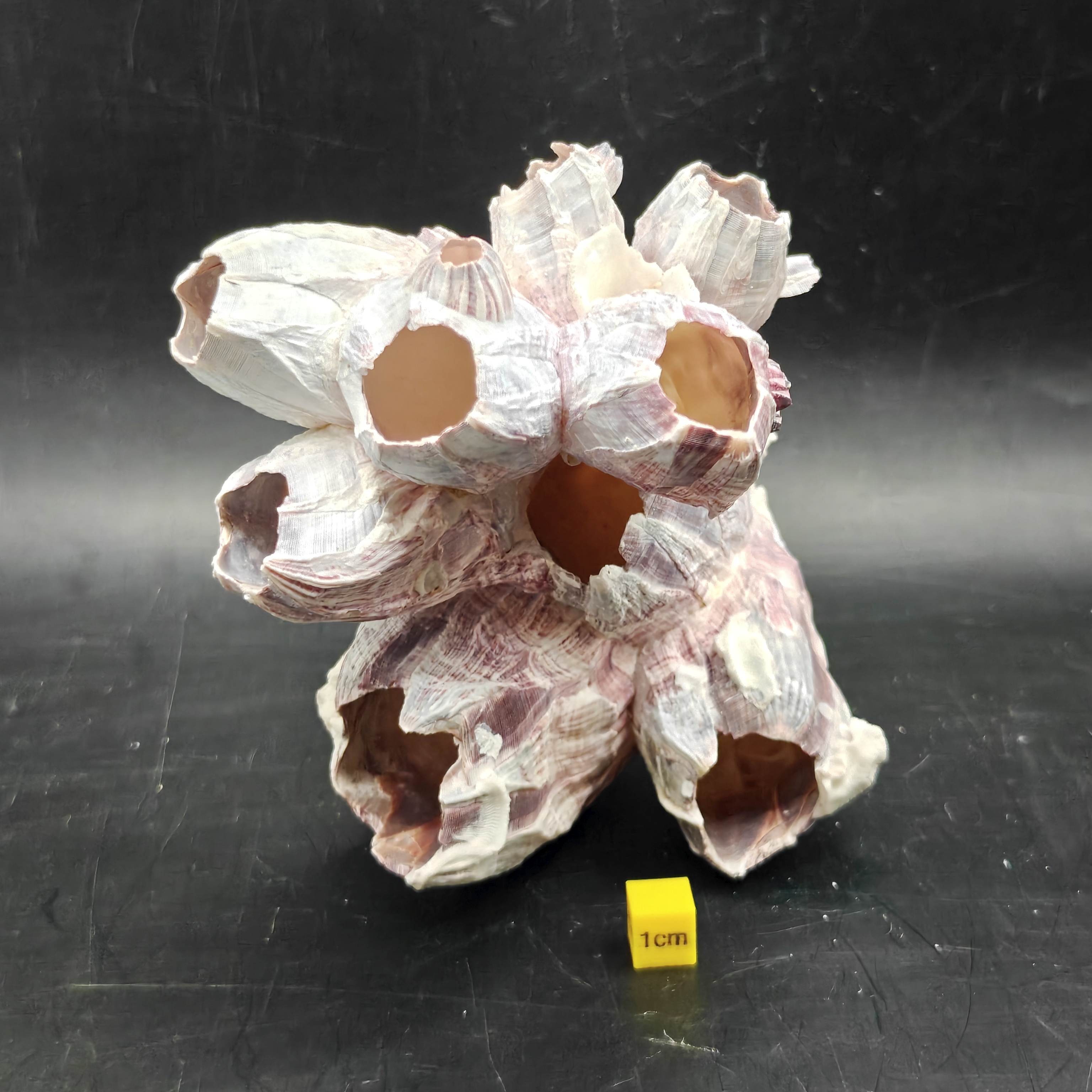 Natural Barnacle Cluster (Medium)