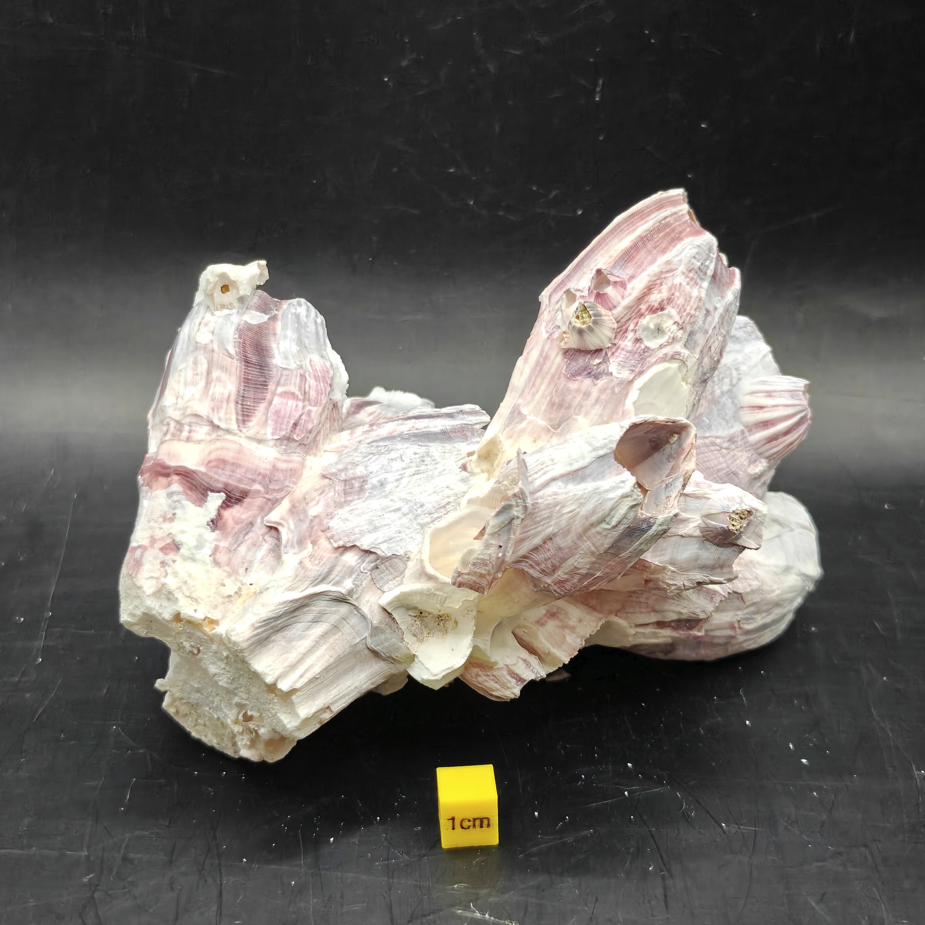 Natural Barnacle Cluster (Medium)