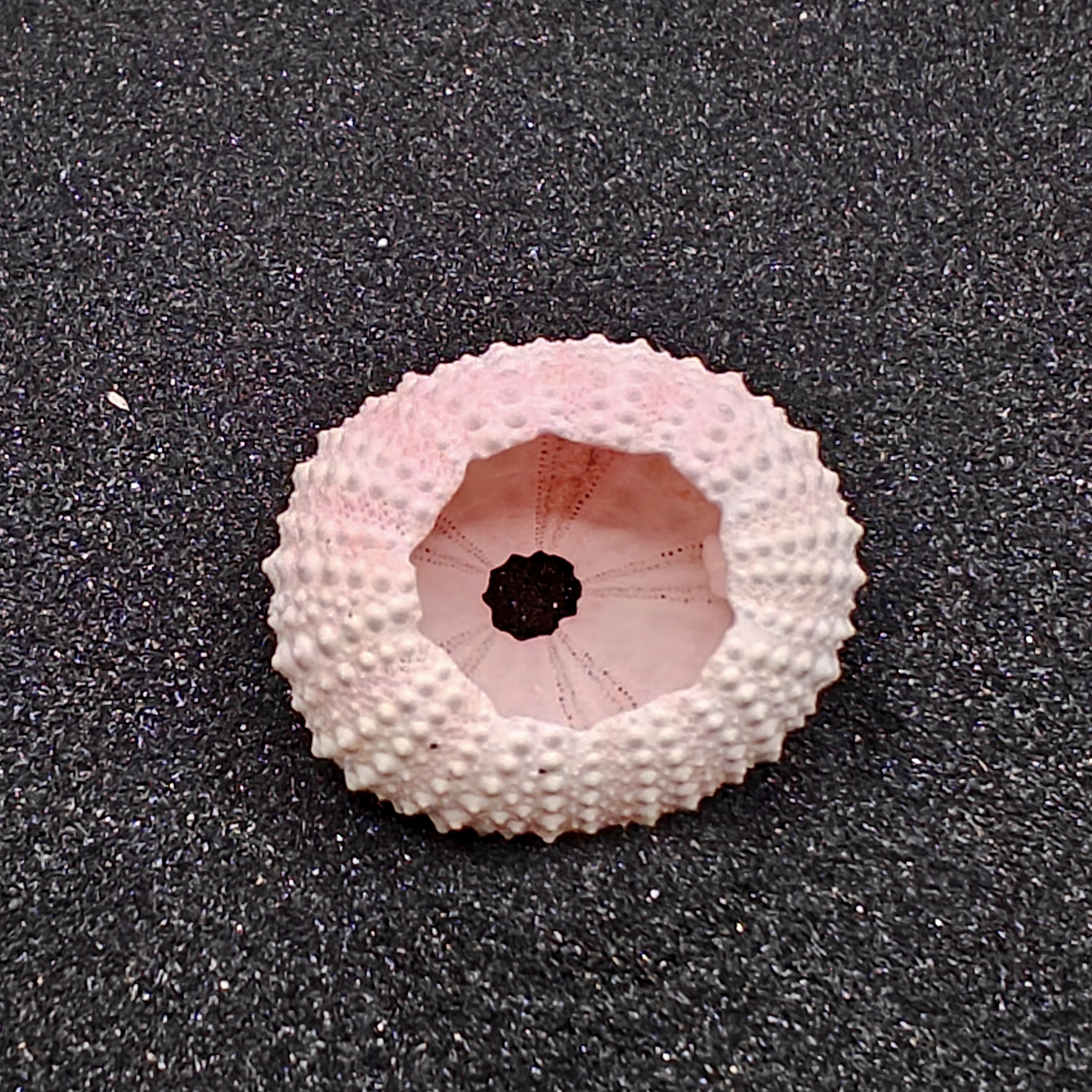 Sea Urchin (Small Pink) for Aquarium Decor