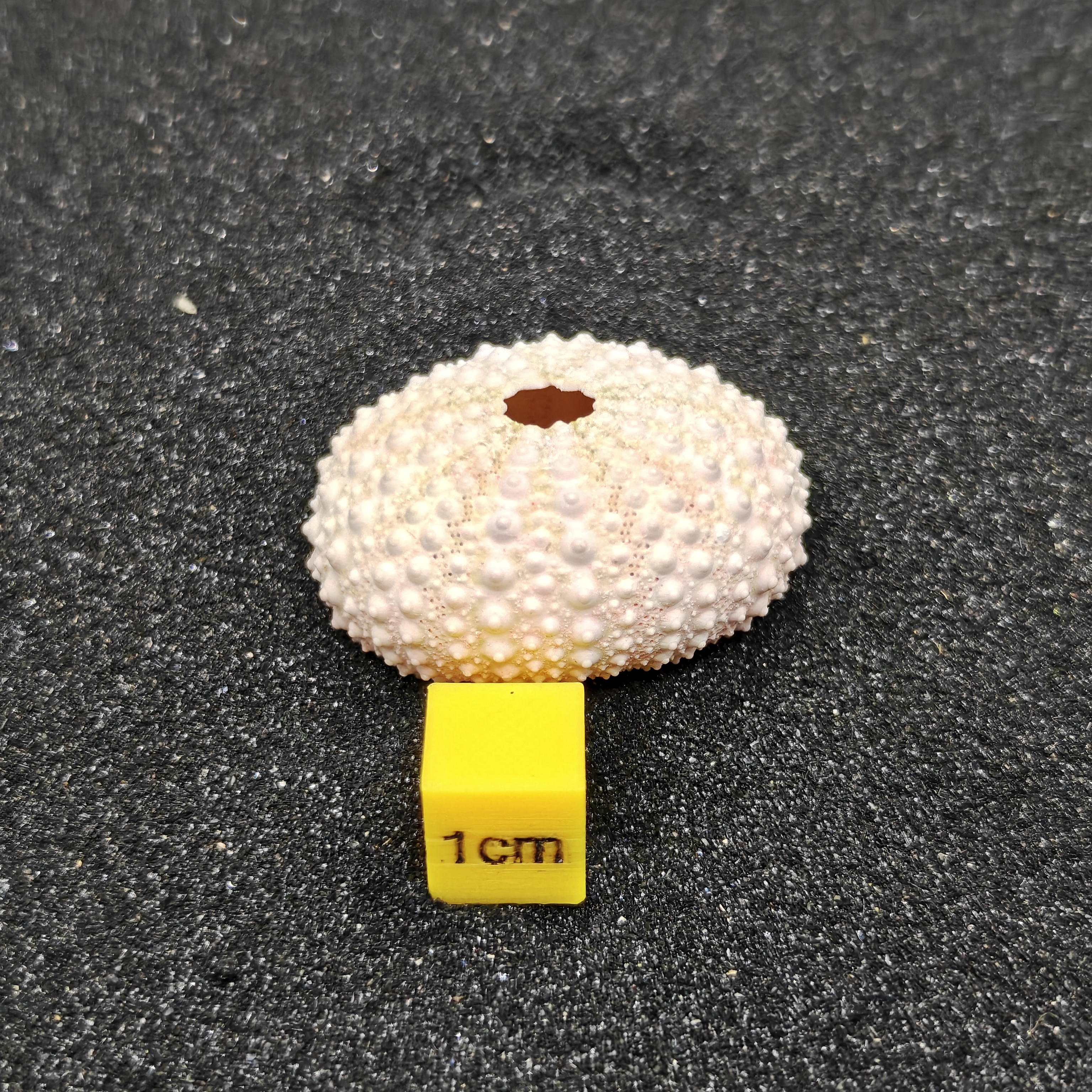 Sea Urchin (Small Pink) for Aquarium Decor