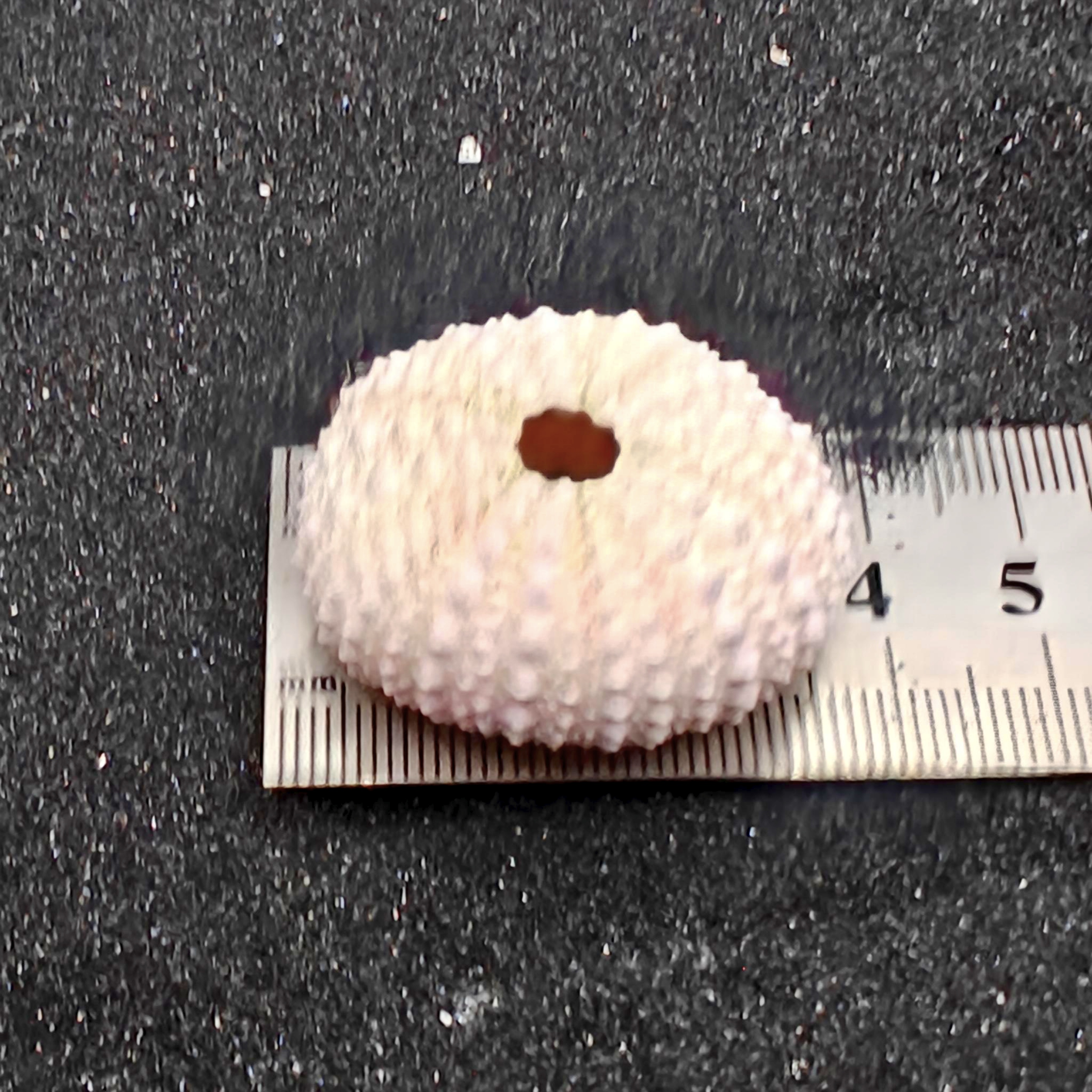 Sea Urchin (Small Pink) for Aquarium Decor