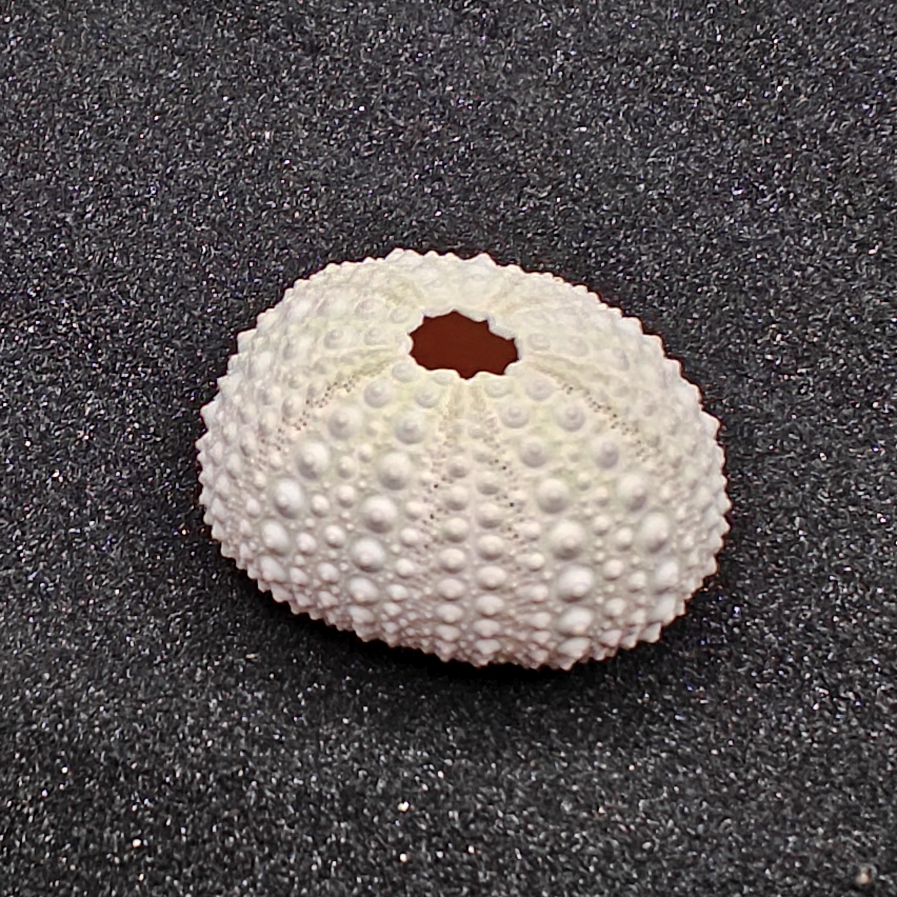 Sea Urchin (Medium Pink) for Aquarium Decor