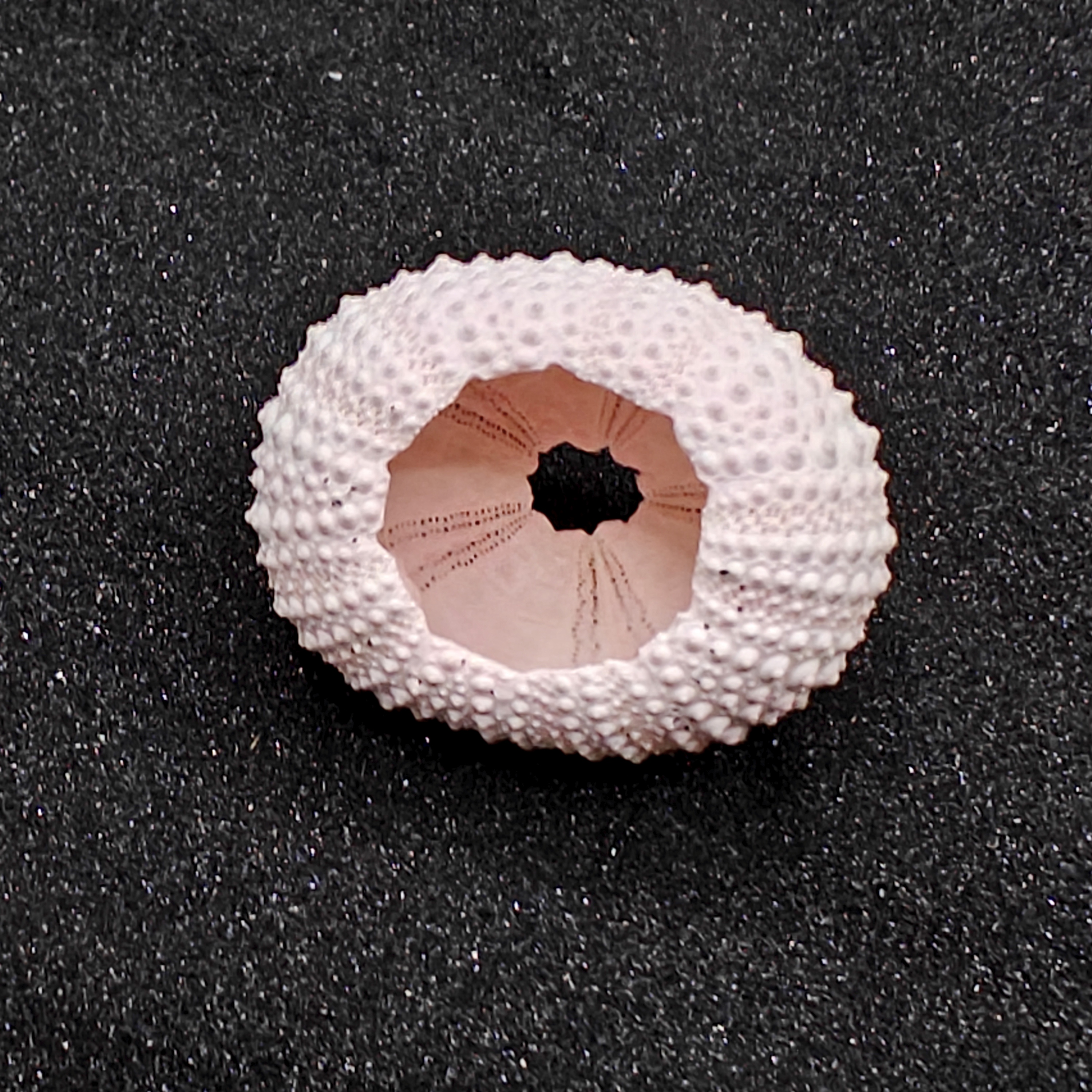 Sea Urchin (Medium Pink) for Aquarium Decor