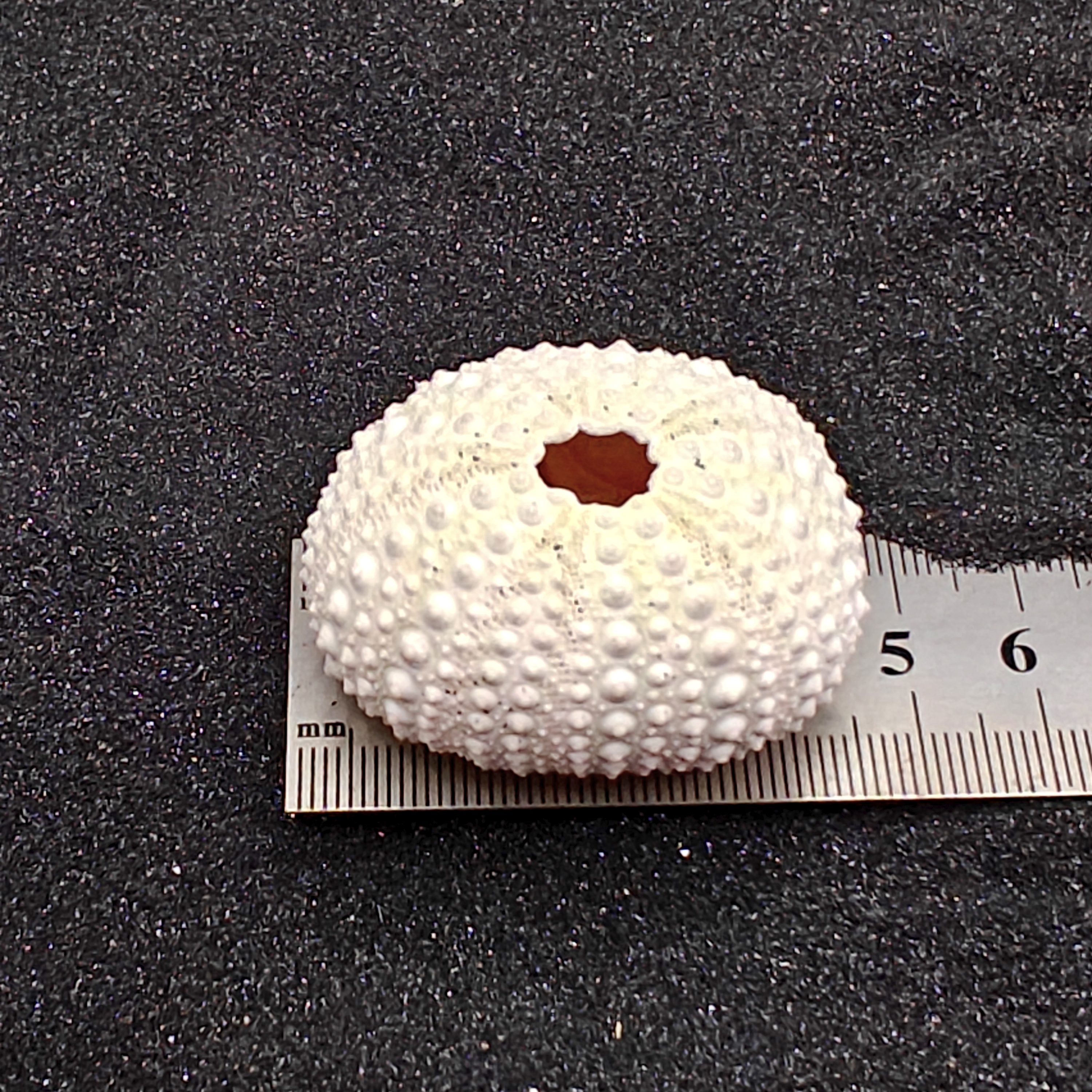 Sea Urchin (Medium Pink) for Aquarium Decor
