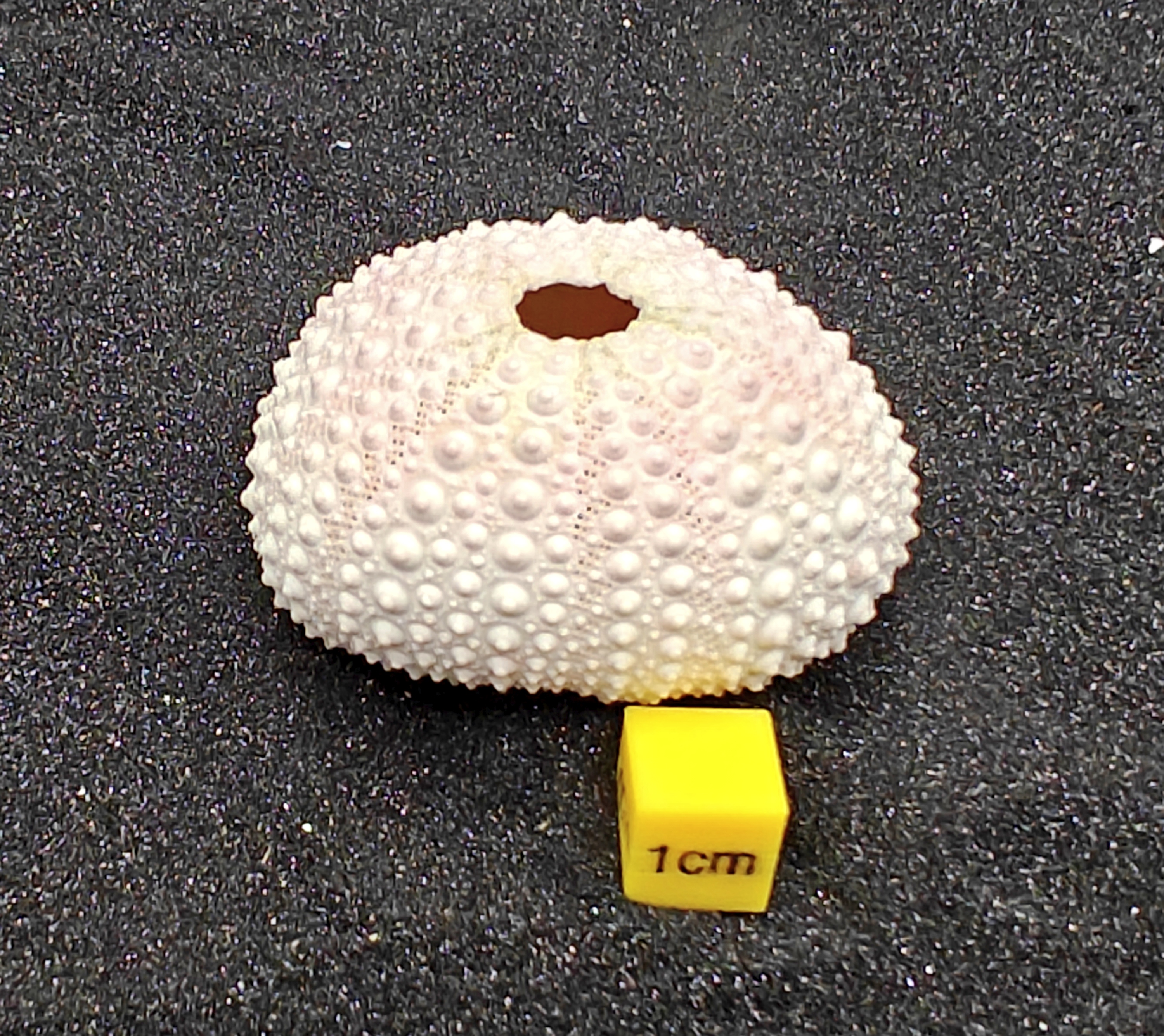Sea Urchin (Medium Pink) for Aquarium Decor