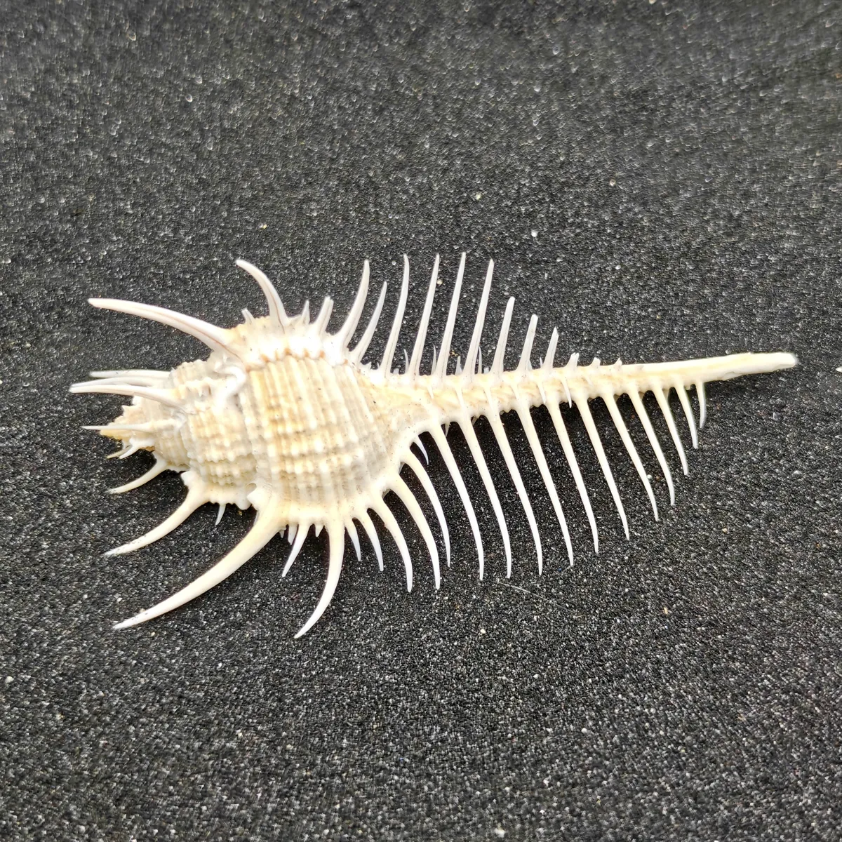 Murex Pecten (Venus Comb) Shell Medium